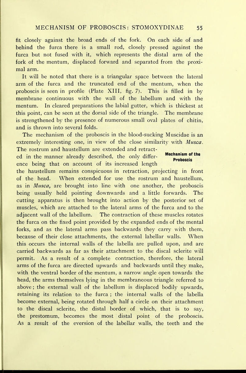 fit closely against the broad ends of the fork. On each side of and behind the furca there is a small rod, closely pressed against the furca but not fused with it, which represents the distal arm of the fork of the mentum, displaced forward and separated from the proxi- mal arm. It will be noted that there is a triangular space between the lateral arm of the furca and the truncated end of the mentum, when the proboscis is seen in profile (Plate XIII, fig. 7). This is filled in by membrane continuous with the wall of the labellum and with the mentum. In cleared preparations the labial gutter, which is thickest at this point, can be seen at the dorsal side of the triangle. The membrane is strengthened by the presence of numerous small oval plates of chitin, and is thrown into several folds. The mechanism of the proboscis in the blood-sucking Muscidae is an extremely interesting one, in view of the close similarity with Musca. The rostrum and haustellum are extended and retract- ed in the manner already described, the only differ- Mechanism of the ' . ^ Proboscis ence being that on account of its mcreased length the haustellum remains conspicuous in retraction, projecting in front of the head. When extended for use the rostrum and haustellum, as in Musca, are brought into line with one another, the proboscis being usually held pointing downwards and a little forwards. The cutting apparatus is then brought into action by the posterior set of muscles, which are attached to the lateral arms of the furca and to the adjacent wall of the labellum. The contraction of these muscles rotates the furca on the fixed point provided by the expanded ends of the mental forks, and as the lateral arms pass backwards they carry with them, because of their close attachments, the external labellar walls. When this occurs the internal walls of the labella are pulled upon, and are carried backwards as far as their attachment to the discal sclerite will permit. As a result of a complete contraction, therefore, the lateral arms of the furca are directed upwards and backwards until they make, with the ventral border of the mentum, a narrow angle open towards the head, the arms themselves lying in the membraneous triangle referred to above; the external wall of the labellum is displaced bodily upwards, retaining its relation to the furca ; the internal walls of the labella become external, being rotated through half a circle on their attachment to the discal sclerite, the distal border of which, that is to say, the presternum, becomes the most distal point of the proboscis. As a result of the eversion of the labellar walls, the teeth and the