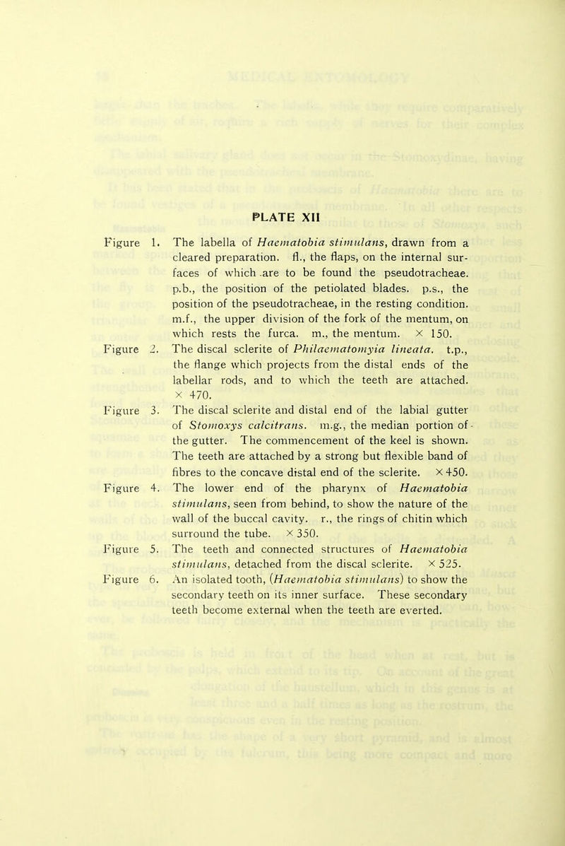 PLATE XII Figure 1. The labella of Hacinatobia stimnlans, drawn from a cleared preparation. R., the flaps, on the internal sur- faces of which -are to be found the pseudotracheae. p.b., the position of the petiolated blades, p.s., the position of the pseudotracheae, in the resting condition, m.f., the upper division of the fork of the mentum, on which rests the furca. m., the mentum. x 150. Figure 2. The discal sclerite of Philaeinatomyia lineata, t.p., the flange which projects from the distal ends of the labellar rods, and to which the teeth are attached. X 470. Figure 3. The discal sclerite and distal end of the labial gutter of Stoinoxys calcitrans. m.g., the median portion of • the gutter. The commencement of the keel is shown. The teeth are attached by a strong but flexible band of fibres to the concave distal end of the sclerite. x 450. Figure 4. The lower end of the pharynx of Hacmatobia stimnlans, seen from behind, to show the nature of the wall of the buccal cavity, r., the rings of chitin which surround the tube. x 350. I'igure 5. The teeth and connected structures of Haematobia stiiitulans, detached from the discal sclerite. x 525. Figure 6. An isolated tooth, {Haematobia stiiutilans) to show the secondary teeth on its inner surface. These secondary teeth become external when the teeth are everted.