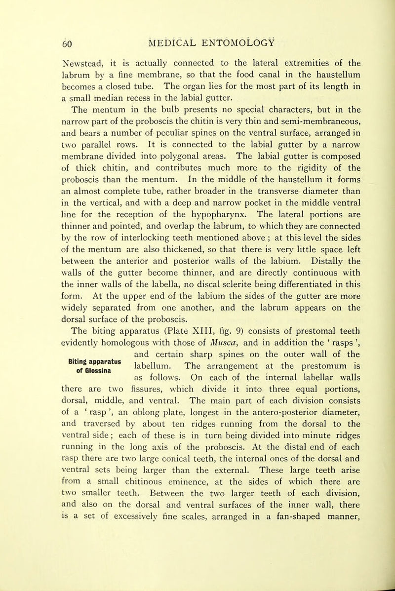 Newstead, it is actually connected to the lateral extremities of the labrum by a fine membrane, so that the food canal in the haustellum becomes a closed tube. The organ lies for the most part of its length in a small median recess in the labial gutter. The mentum in the bulb presents no special characters, but in the narrow part of the proboscis the chitin is very thin and semi-membraneous, and bears a number of peculiar spines on the ventral surface, arranged in two parallel rows. It is connected to the labial gutter by a narrow membrane divided into polygonal areas. The labial gutter is composed of thick chitin, and contributes much more to the rigidity of the proboscis than the mentum. In the middle of the haustellum it forms an almost complete tube, rather broader in the transverse diameter than in the vertical, and with a deep and narrow pocket in the middle ventral line for the reception of the hypopharynx. The lateral portions are thinner and pointed, and overlap the labrum, to which they are connected by the row of interlocking teeth mentioned above ; at this level the sides of the mentum are also thickened, so that there is very little space left between the anterior and posterior walls of the labium. Distally the walls of the gutter become thinner, and are directly continuous with the inner walls of the labella, no discal sclerite being differentiated in this form. At the upper end of the labium the sides of the gutter are more widely separated from one another, and the labrum appears on the dorsal surface of the proboscis. The biting apparatus (Plate XIII, fig. 9) consists of prestomal teeth evidently homologous with those of Musca, and in addition the * rasps ', there are two fissures, which divide it into three equal portions, dorsal, middle, and ventral. The main part of each division consists of a * rasp ', an oblong plate, longest in the antero-posterior diameter, and traversed by about ten ridges running from the dorsal to the ventral side; each of these is in turn being divided into minute ridges running in the long axis of the proboscis. At the distal end of each rasp there are two large conical teeth, the internal ones of the dorsal and ventral sets being larger than the external. These large teeth arise from a small chitinous eminence, at the sides of which there are two smaller teeth. Between the two larger teeth of each division, and also on the dorsal and ventral surfaces of the inner wall, there is a set of excessively fine scales, arranged in a fan-shaped manner. Biting apparatus of Glossina and certain sharp spines on the outer wall of the labellum. The arrangement at the prestomum is as follows. On each of the internal labellar walls