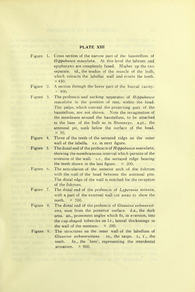 PLATE XIII Figure 1. Cross section of the narrow part of the haustelkim of Hippobosca inaculata. At this level the labrum and epipharynx are completely fused. Higher up the two separate, td., the tendon of the muscle of the bulb, which retracts the labellar wall and everts the teeth. X450. Figure 2. A section through the lower part of the buccal cavity. X 400. Figure 3. The proboscis and sucking apparatus of Hippobosca inacidata in the position of rest, within the head. The palps, which conceal the projecting part of the haustellura, are not shown. Note the invagination of the membrane around the haustellum, to be attached to the base of the bulb as in Stomoxys. a.pt., the antennal pit, sunk below the surface of the head. X 50. Figure 4. Three of the teeth of the serrated ridge on the outer wall of the labella. s.r. in next figure. Figure 5. The distal end of the proboscis of Hippobosca mactilata, showing the membraneous interval which permits of the eversion of the wall, s.r., the serrated ridge bearing the teeth shown in the last figure, x 200. Figure 6. The articulation of the anterior arch of the fulcrum with the wall of the head between the antennal pits. The distal edge of the wall is notched for the reception of the fulcrum. Figure 7. The distal end of the proboscis of Lyperosia miniita, with a part of the external wall cut away to show the teeth. X 700. Figure 8. The distal end of the proboscis of Glossina snbiuorsit- ans, seen from the posterior surface, d.a., the dark area, an., prominent angles which fit, in eversion, into the cup-shaped tubercles on l.r., lateral thickenings in the wall of the mentum. x 200. Figure 9. The structures on the inner wall of the labellum of Glossina sitbmorsitans. rs., the rasps, t., t'., the teeth. fn., the 'fans', representing the interdental armature, x 900.
