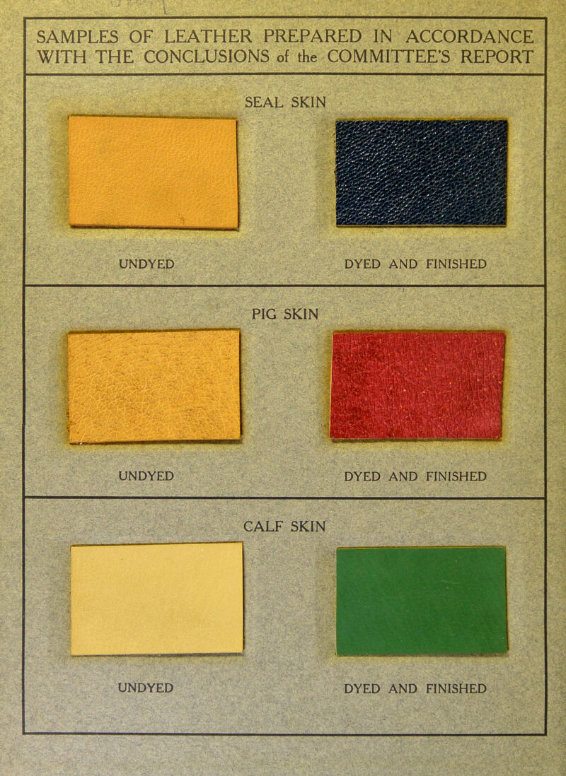 SAMPLES OF LEATHER PREPARED IN ACCORDANCE WITH THF rONCI IJSIONS of the COMMITTFF'S RFPORT r SEAL SKIN :'^^i:^v><^:^^^'^■:■- ,• .■ ^^^-■^^'^&i^^'r^^^^':•'^ • ■ -■ ■ UNDYED DYED AND FINISHED PIG SKIN i UNDYED DYED AND FINISHED CALF SKIN UNDYED DYED AND FINISHED