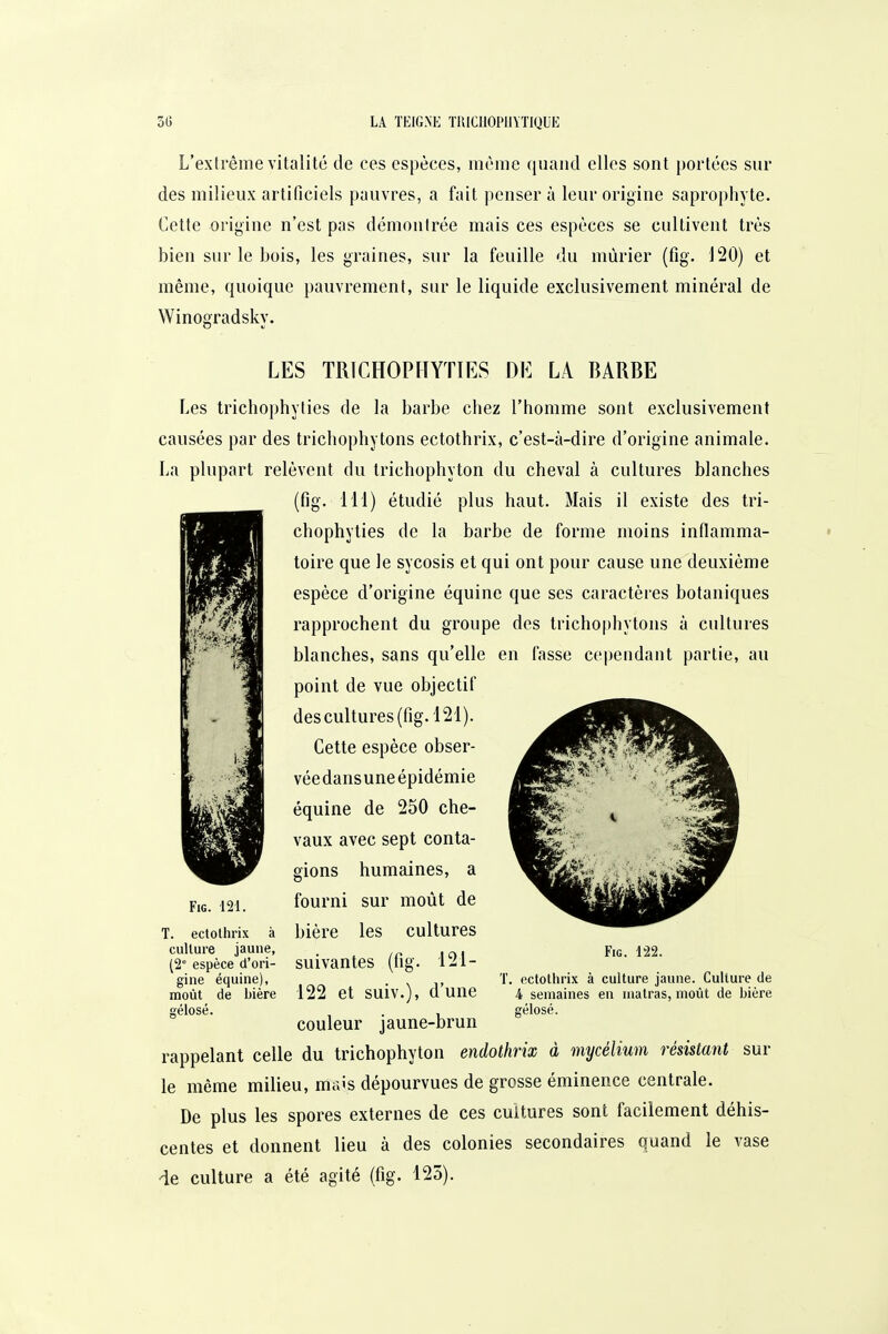 L'extrême vitalité de ces espèces, même quand elles sont portées sur des milieux artificiels pauvres, a fait penser à leur origine saprophyte. Cette origine n'est pas démontrée mais ces espèces se cultivent très bien sur le bois, les graines, sur la feuille du mûrier (fig. 120) et même, quoique pauvrement, sur le liquide exclusivement minéral de Winogradsky. LES TRICHOPHYTIRS DE LA BARBE Les trichophyties de la barbe chez l'homme sont exclusivement causées par des tricliophytons ectothrix, c'est-à-dire d'origine animale. La plupart relèvent du trichophyton du cheval à cultures blanches (fig. 111) étudié plus haut. Mais il existe des tri- chophyties de la barbe de forme moins inflamma- toire que le sycosis et qui ont pour cause une deuxième espèce d'origine équine que ses caractères botaniques rapprochent du groupe des trichophytons à cultures blanches, sans qu'elle en fasse cependant partie, au point de vue objectif des cultures (fig. 121). Cette espèce obser- véedansuneépidémie équine de 250 che- vaux avec sept conta- gions humaines, a fourni sur moût de bière les cultures suivantes (fig. 121- FiG. 121, Fig. m. , ectothrix à culture jaune. Culture de 4 semaines en niatras, moût de bière ffélosé. T. ectothrix à culture jaune, (2° espèce d'ori- gine équine), . v i, 1' moût de bière 122 et SUIV.), d une ° ' couleur jaune-brun rappelant celle du trichophyton endothrix à mycélium résistant sur le même milieu, mais dépourvues de grosse éminence centrale. De plus les spores externes de ces cultures sont facilement déhis- centes et donnent lieu à des colonies secondaires quand le vase ■ie culture a été agité (fig. 125).