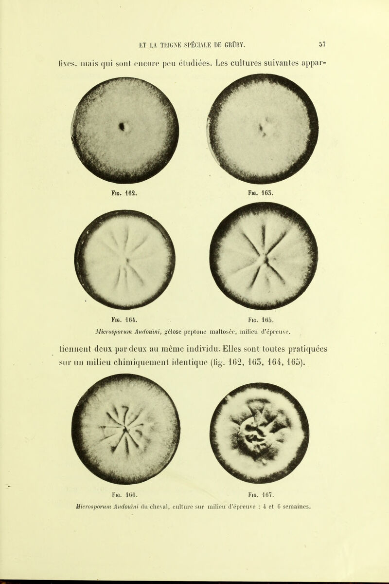 lixos. iililis (jui soiil ciicoi'c peu éliidiccs. Les cultures suivantes appar- FiG. 164. FiG. 1(55. Microsporum Aiidoumi, gélose peptoue maltosée, milieu d'épreuve. licniieut deux par deux au même individu. Elles sont toutes pratiquées sur un milieu chimiquement identique (lig. 102, 105, 104, 105). FiG. 160. FiG. 167. Microsporum Audouïni du cheval, culture sur milieu d'épreuve : 4 et 6 semaines.