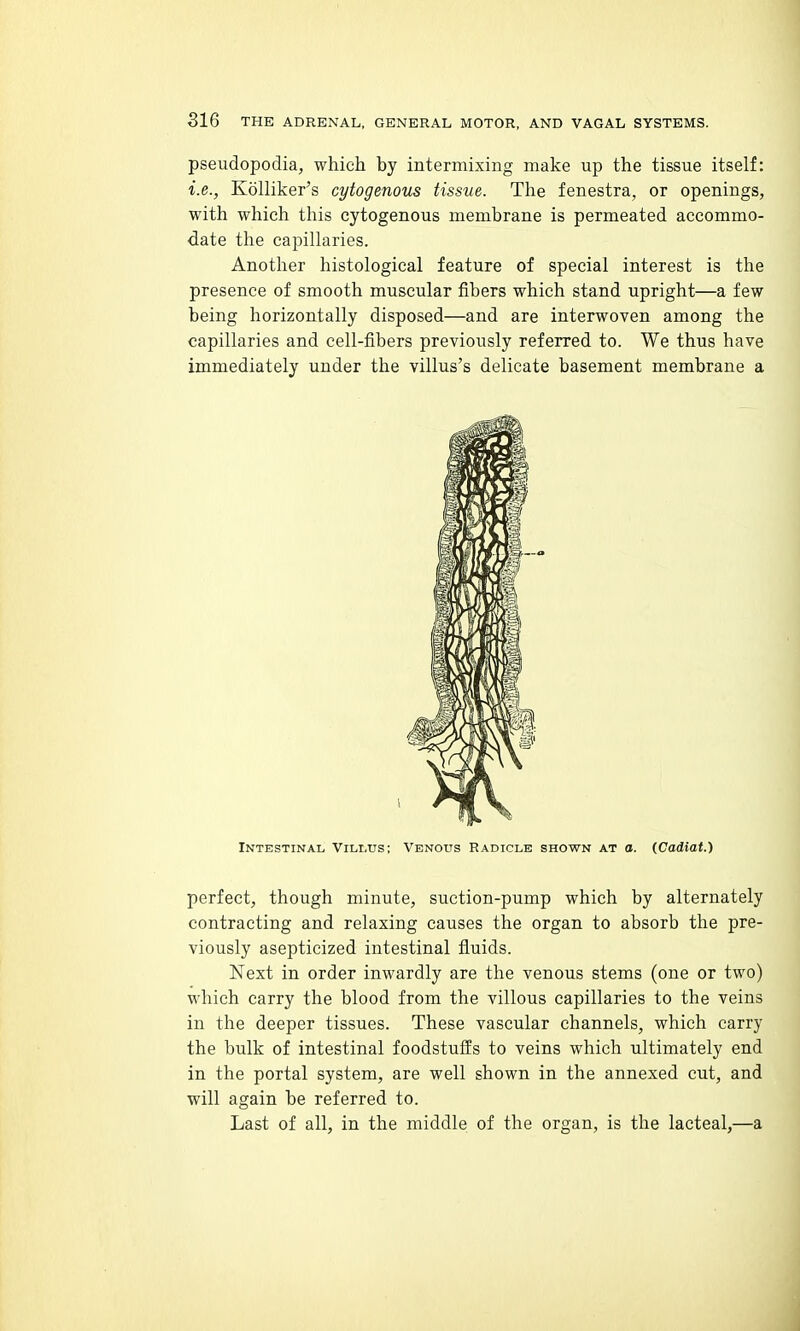 pseudopodia, which by intermixing make up the tissue itself: i.e., Kolliker's cytogenous tissue. The fenestra, or openings, with which this cytogenous membrane is permeated accommo- date the capillaries. Another histological feature of special interest is the presence of smooth muscular fibers which stand upright—a few being horizontally disposed—and are interwoven among the capillaries and cell-fibers previously referred to. We thus have immediately under the villus's delicate basement membrane a Intestinal Villus; Venous Radicle shown at o. (Cadiat.) perfect, though minute, suction-pump which by alternately contracting and relaxing causes the organ to absorb the pre- viously asepticized intestinal fluids. Next in order inwardly are the venous stems (one or two) which carry the blood from the villous capillaries to the veins in the deeper tissues. These vascular channels, which carry the bulk of intestinal foodstuffs to veins which ultimately end in the portal system, are well shown in the annexed cut, and will again be referred to. Last of all, in the middle of the organ, is the lacteal,—a
