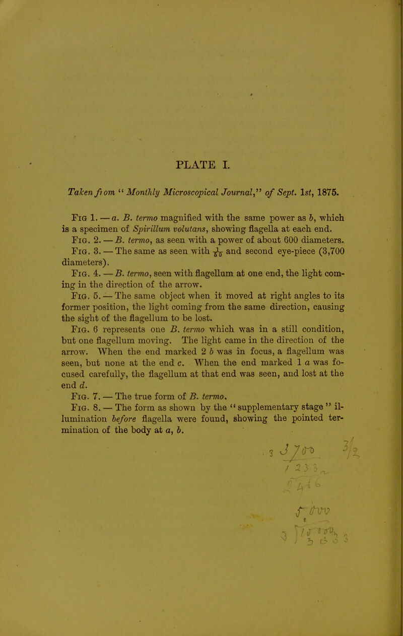 PLATE I. Taken fiom  Monthly Microscopical Journal,^' of Sept. 1st, 1875. Fig 1. —a. B. termo magnified with the same power as b, which is a specimen of Spirillum volutans, showing flagella at each end. Fig. 2. — B. termo, as seen with a power of about 600 diameters. Fig. 3. — The same as seen with and second eye-piece (3,700 diameters). Fig. 4. — B. termo, seen with flagellam at one end, the light com- ing in the direction of the arrow. Fig. 5. — The same object when it moved at right angles to its former position, the light coming from the same direction, causing the sight of the flagellum to be lost. Fig. 6 represents one B. termo which was in a still condition, but one flagellum moving. The light came in the direction of the arrow. When the end marked 2 b was in focus, a flagellum was seen, but none at the end c. When the end marked 1 a was fo- cused carefully, the flagellum at that end was seen, and lost at the end d. Fig. 7. — The true form of B. termo. Fig. 8. — The form as shown by the  supplementary stage  il- lumination hefore flagella were found, showing the pointed ter- mination of the body at a,h. —r I :