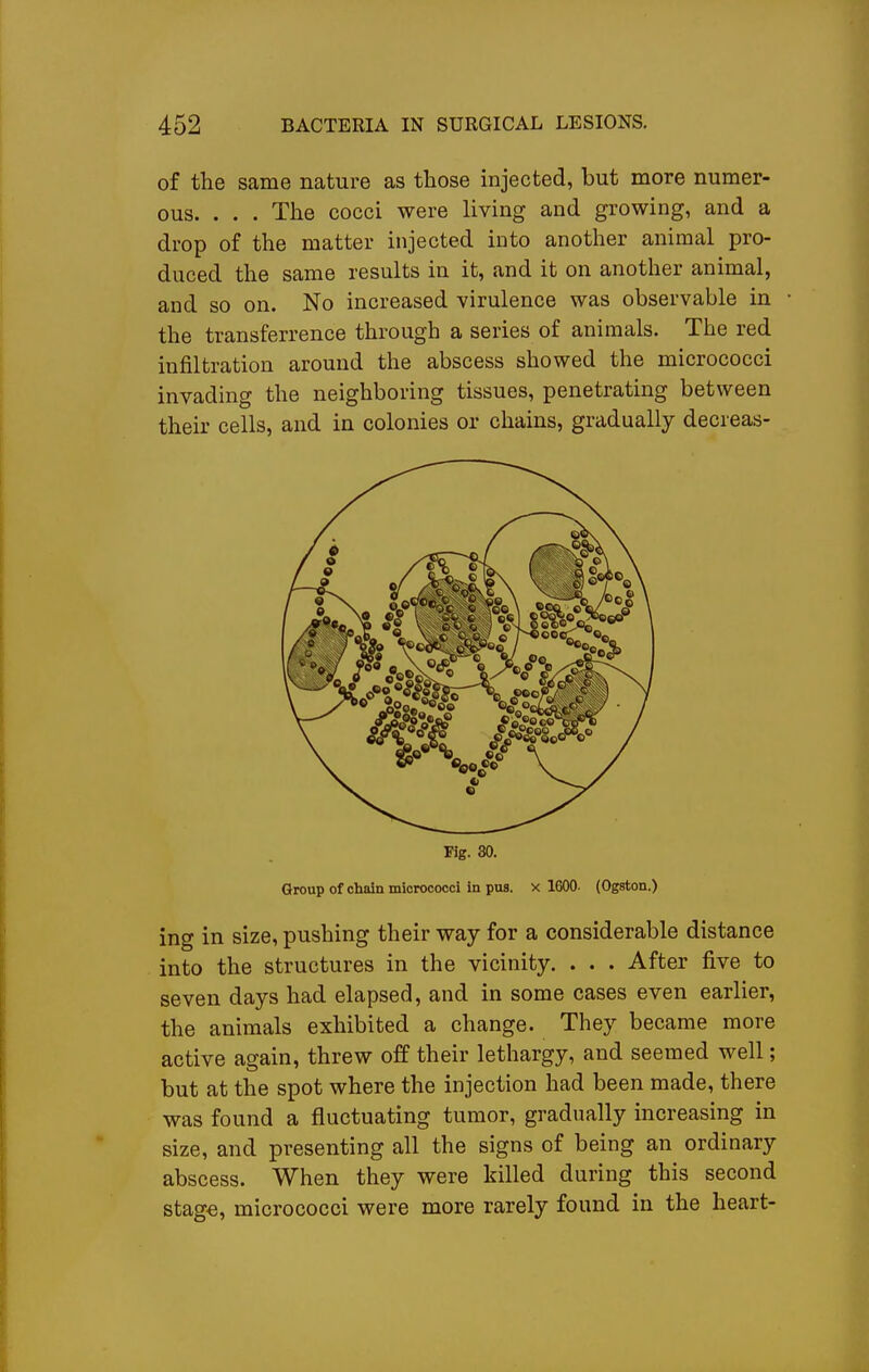 of the same nature as those injected, but more numer- ous. . . . The cocci were living and growing, and a drop of the matter injected into another animal pro- duced the same results in it, and it on another animal, and so on. No increased virulence was observable in the transferrence through a series of animals. The red infiltration around the abscess showed the micrococci invading the neighboring tissues, penetrating between their cells, and in colonies or chains, gradually decreas- Flg. 80, Group of chidn micrococci in pus. x 1600- (Ogston.) ing in size, pushing their way for a considerable distance into the structures in the vicinity, . . . After five to seven days had elapsed, and in some cases even earlier, the animals exhibited a change. They became more active again, threw off their lethargy, and seemed well; but at the spot where the injection had been made, there was found a fluctuating tumor, gradually increasing in size, and presenting all the signs of being an ordinary abscess. When they were killed during this second stag€, micrococci were more rarely found in the heart-