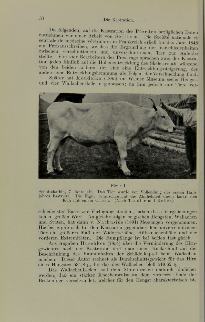 Die folgenden, auf die Kastration des Pferdes bezüglichen Daten entnehmen wir einer Arbeit von «ellheim. Die ,Soci6te nationale et centrale de medecuie veterinaire in Frankreich erließ für das Jahr 1848 eni Preisausschreiben, welches die Ergründung der Verschiedenheiten zwischen verschnittenem und unverschnittenem Tier zur Aufgabe stellte. Von vier JBearbeitern der Preisfrage sprachen zwei der Kastra- tion jeden Einfluß auf die Höhenentwicklung des Skelettes ab, während von den beiden anderen der eine eine Entwicklungssteigerung, der andere eine Entwicklungshemmung als Folgen der Verschneidung fand. Später hat Koudelka (1885) im Wiener Museum sechs Hengst- und vier Wallachenskelette gemessen; da ihm jedoch nur Tiere ver- Figur 1, Schnitzkalbin, 7 Jahre alt. Das Tier wurde vor Vollendung des ersten Halb- jahres kastriert. Die Figur veranschaulicht die Ähnlichkeit dieser kastrierten Kuh mit einem Ochsen. (Nach Tandler und Keller.) schiedenster Rasse zur Verfügung standen, haben diese Vergleichungen keinen großen Wert. An gleichrassigen belgischen Hengsten, Wallachen und Stuten, hat dann v. Nathusius (1891) Messungen vorgenommen. Hierbei ergab sich für den Kastraten gegenüber dem unverschnittenen Tier ein größeres Maß der Widerristhöhe, Hüftknochenhöhe und der vorderen Extremitäten. Die Rumpflänge ist bei beiden fast gleich. Aus Angaben Huschkes (1854) über die Verminderung des Hirn- gewichtes nach der Kastration darf man einen Rückschluß auf die Beschränkung des Rauminhaltes der Schädelkapsel beim Wallachen machen. Dieser Autor rechnet als Durchschnittsgewicht für das Hirn eines Hengstes 534,8 g, für das des Wallachen bloß 519,62 g. Das Wallachenbecken soll dem Stutenbecken dadurch ähnlicher werden, daß ein starker KnocheuAvulst an dem vorderen Ende der Beckenfuge verschwindet, welcher für den Hengst charakteristisch ist,