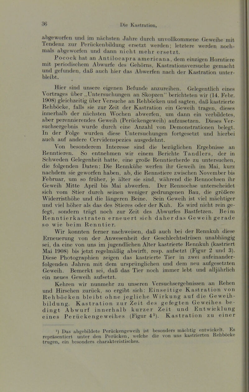 abgeworfen und im ncächsten Jahre durch unvollkommene Geweihe mit Tendenz zur Perückeubildung ersetzt werden; letztere werden noch- mals abgeworfen und dann nicht mehr ersetzt. Pocock hat an Antilocapra americana, dem einzigen Horntiere mit periodischem Abwürfe des Gehörns, Kastrationsversuche gemacht und gefunden, daß auch hier das Abwerfen nach der Kastration unter- bleibt. Hier sind unsere eigenen Befunde anzureihen. Gelegentlich eines Vortrages über „Untersuchungen an Skopzen berichteten wir (14. Febr. 1908) gleichzeitig über Versuche an Rehböcken und sagten, daß kastrierte Rehböcke, falls sie zur Zeit der Kastration ein Geweih tragen, dieses innerhalb der nächsten Wochen abwerfen, um dann ein verbildetes, aber peremiierendes Geweih (Perückengeweih) aufzusetzen. Dieses Ver- suchsergebnis wurde durch eine Anzahl von Demonstrationen belegt. In der Folge wurden diese Untersuchungen fortgesetzt und hierbei auch auf andere Cervidenspezies ausgedehnt. Von besonderem Interesse sind die bezüglichen Ergebnisse an Renntieren. So entnehmen wir einem Berichte Tandlers, der in Schweden Gelegenheit hatte, eine große Renntierherde zu untersuchen, die folgenden Daten: Die Rennkühe werfen ihr Geweih im Mai, kurz nachdem sie geworfen haben, ab, die Rennstiere zwischen November bis Februar, um so früher, je älter sie sind, während die Rennochsen ihr Geweih Mitte April bis Mai abwerfen. Der Rennochse unterscheidet sich vom Stier durch seinen weniger gedrungenen Bau, die größere Widerristhöhe und die längeren Beine. Sein Geweih ist viel mächtiger und viel höher als das des Stieres oder der Kuh. Es wird nicht rein ge- fegt, sondern trägt noch zur Zeit des Abwurfes Bastfetzen. Beim Renntierkastraten erneuert sich daherdas Geweihgerade so wie beim Renntier. Wir konnten ferner nachweisen, daß auch bei der Rennkuh diese Erneuerung von der Anwesenheit der Geschlechtsdrüsen unabhängig sei, da eine von uns im jugendlichen Alter kastrierte Rennkuh (kastriert Mai 1908) bis jetzt regelmäßig abwirft, resp. aufsetzt (Figur 2 und 3). Diese Photographien zeigen das kastrierte Tier in zwei aufeinander- folgenden Jahren mit dem ursprünghchen und dem neu aufgesetzten Geweih. Bemerkt sei, daß das Tier noch immer lebt und alljährhch ein neues Geweih aufsetzt. Kehren wir nunmehr zu unseren Versuchsergebnissen an Rehen und Hirschen zurück, so ergibt sich: Einseitige Kastration von Rehböcken bleibt ohne jegliche Wirkung auf die Geweih- bildung. Kastration zur Zeit des gefegten Geweihes be- dingt Abwurf innerhalb kurzer Zeit und Entwicklung eines Perückengeweihes (Figur 4^). Kastration zu einer ') Das abgebildete Perückengeweih ist besonders mächtig entwickelt. Es repräsentiert unter den Perücken, welche die von uns kastrierten Rehböcke trugen, ein besonders charakteristisches.