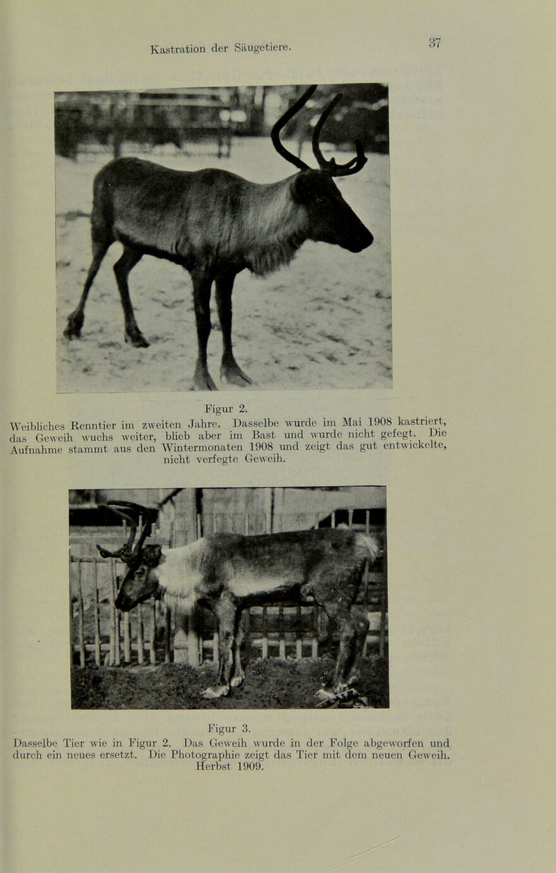 Figur 2. Weibliches Renntier im zweiten Jahre. Dasselbe wurde im Mai 1908 kastriert, das Geweih wuchs weiter, bheb aber im Bast und wurde nicht gefegt. Die Aufnahme stammt aus den Wmtermonaten 1908 und zeigt das gut entwickelte, nicht verfegte Geweih. Figur 3. Dasselbe Tier wie in Figur 2. Das Geweih wurde in der Folge abgeworfen und durch ein neues ersetzt. Die Photographie zeigt das Tier mit dem neuen Geweih. Herbst 1909.