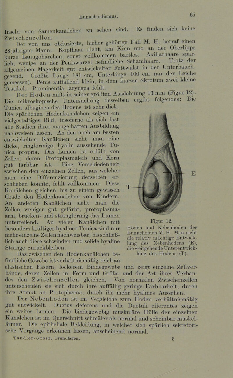 zu sehen sind. Es finden sich keine Insehi von Samenkanälchen Zwischenzellen. . -r^ t.^ tt i x r • Der von uns obduzierte, hieher gehörige Fall M. H. betraf einen 28iährigen Mann. Kopfhaar dicht, am Kinn und an der Oberlippe kurze Lanugohcärchen, sonst vollkommen bartlos. Axillarhaare spar- hch wenige an der Peniswurzel befindliche Schamhaare. Irotz der allgememen Magerkeit gut entwickelter Fettwulst in der Unterbauch- gegend. Größte Länge 181 cm, Unterlänge 100 cm (an der Leiche gemessen). Penis auffallend klein, in dem kurzen Skrotum zwei kleine Testikel. Prommentia laryngea fehlt. Der Hoden mißt in semer größten Ausdehnung 13 mm (Figur 12). Die mikroskopische Untersuchung desselben ergibt folgendes: Die Tunica albuginea des Hodens ist sehr dick. Die spärlichen Hodenkanälchen zeigen ein vielgestaltiges Bild, insoferne als sich fast alle Stadien ihrer mangelhaften Ausbildung nachweisen lassen. An den noch am besten entwickelten Kanälchen sieht man eine dicke, ringförmige, hyalin aussehende Tu- nica propria. Das Lumen ist erfüllt von Zellen, deren Protoplasmaleib und Kern gut färbbar ist. Eine Verschiedenheit zwischen den einzelnen Zellen, aus welcher man eine Differenzierung derselben er schließen könnte, fehlt vollkommen. Diese Kanälchen gleichen bis zu einem gewissen Grade den Hodenkanälchen von Kindern. An anderen Kanälchen sieht man die Zellen weniger gut gefärbt, protoplasma- arm, brücken- und strangförmig das Lumen unterteilend. An vielen Kanälchen mit besonders kräftiger hyaliner Tunica sind nur mehr einzelne ZeUen nachweisbar, bis schließ- Hch auch diese schwinden und solide hyaline Stränge zurückbleiben. Das zwischen den Hodenkanälchen be- findliche Gewebe ist verhältnismäßig reich an elastischen Fasern, lockerem Bmdegewebe bände, deren Zellen in Form und Größe des den Zwischenzellen gleichen. Von normalen Zwischenzellen unterscheiden sie sich durch ihre auffällig geringe Färbbarkeit, durch ihre Armut an Protoplasma, durch ihr mehr hyalines Aussehen. Der Nebenhoden ist im Vergleiche zum Hoden verhältnismäßig gut entwickelt. Ductus deferens und die Ductuli efferentes zeigen ein weites Lumen. Die bindegewebig muskuläre Hülle der einzelnen Kanälchen ist im Querschnitt schmäler als normal und schembar muskel- ärmer. Die epithehale Bekleidung, in welcher sich spärlich sekretori- sche Vorgänge erkennen lassen, anscheinend normal. Tandler-Grosz, Grundlagen. 5 Figur 12. Hoden und Nebenhoden des Eunuchoiden M. H. Man sieht die relativ mächtige Entwick- lung des Nebenhodens (E), die weitgehende Unterentwick- lung des Hodens (T). und zeigt einzelne Zellver- und der Art ihres Verban-