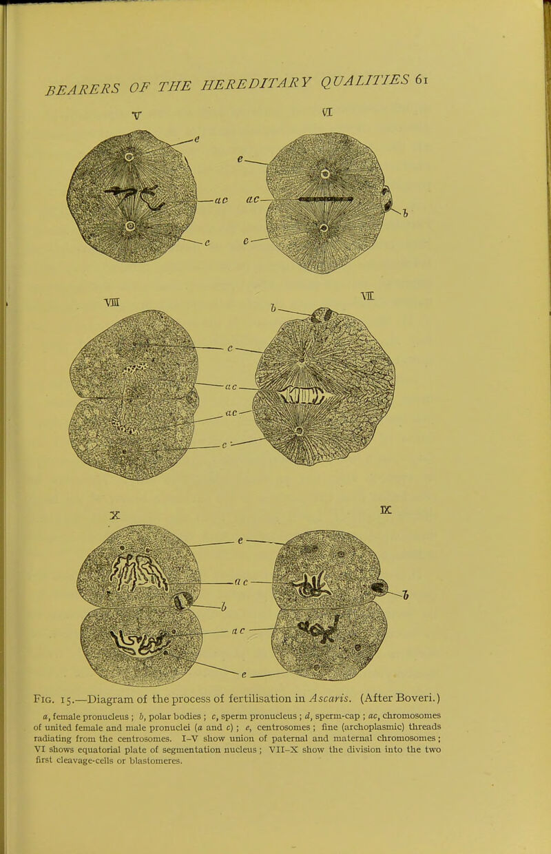 Fig. 15.—Diagram of the process of fertilisation in Ascaris. (After Boveri.) a, female pronucleus ; h, polar bodies ; c, sperm pronucleus ; d, sperm-cap ; ac, chromosomes of united female and male pronuclei (a and c) ; e, centrosomes ; fine (archoplasmic) tlireads radiating from the centrosomes. I-V show iiniou of paternal and maternal chromosomes; VI shows equatorial plate of segmentation nucleus; VII-X show the division into the two first cleavage-cells or blastomeres.