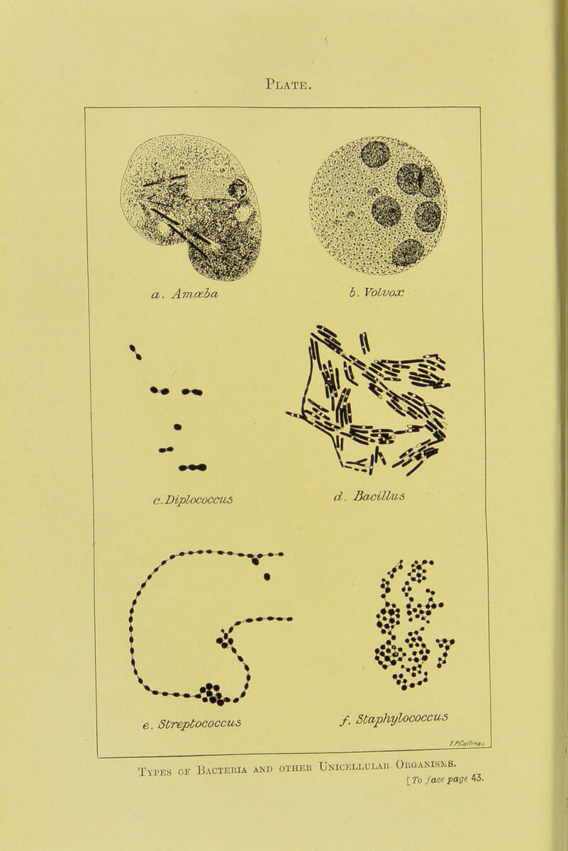 Plate. a. Amoeba b. Volvox '.Diplococcus d. Bacillus e. Streptococcus ) ? * - /. staphylococcus T^PES OF BaCTEMA and other UnICELLULAH O1IGANISJ.S. [7*0 /acs ;paj7e 43.