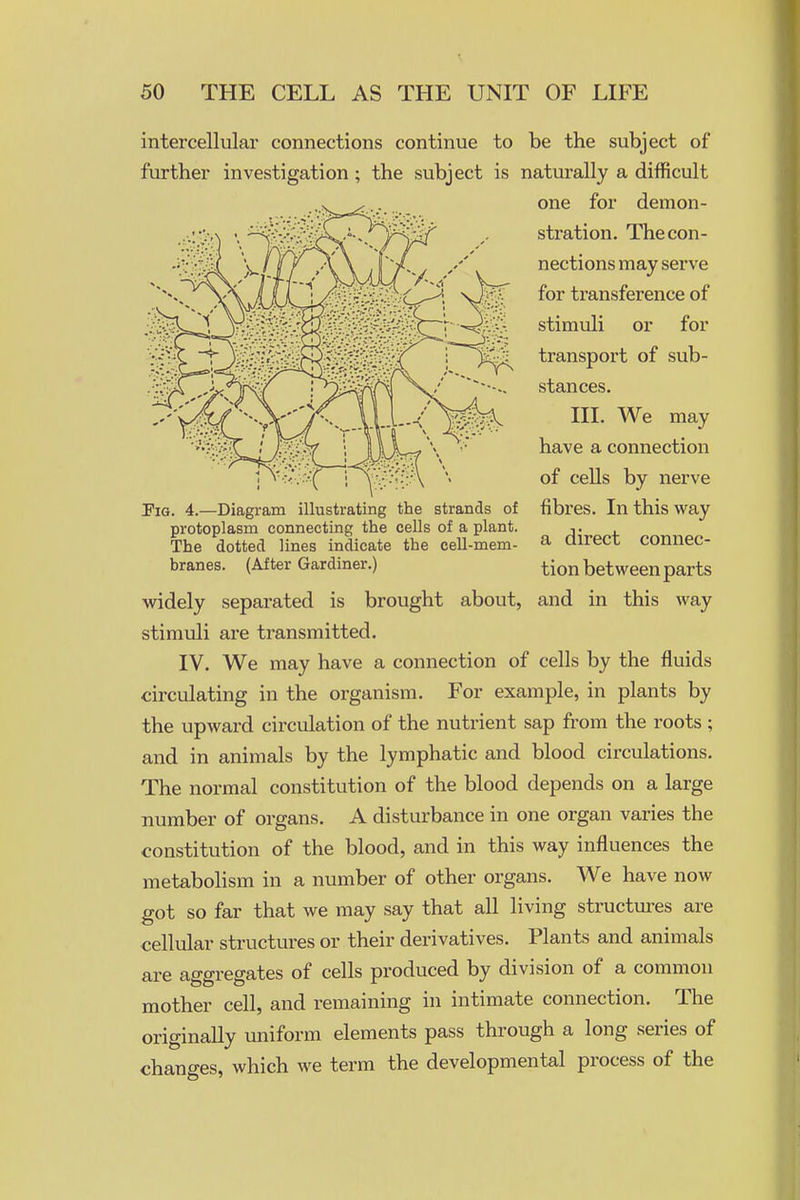 intercellular connections continue to be the subject of further investigation; the subject is naturally a difficult one for demon- stration. The con- nections may serve for transference of stimuli or for transport of sub- stances. III. We may have a connection of cells by nerve fibres. In this way a direct connec- tion between parts and in this way Pig. 4.—Diagram illustrating the strands of protoplasm connecting the cells of a plant. The dotted lines indicate the cell-mem- branes. (After Gardiner.) widely separated is brought about, stimioli are transmitted. IV. We may have a connection of cells by the fluids circulating in the organism. For example, in plants by the upward circulation of the nutrient sap from the roots ; and in animals by the lymphatic and blood circulations. The normal constitution of the blood depends on a large number of organs. A disturbance in one organ varies the constitution of the blood, and in this way influences the metabolism in a number of other organs. We have now got so far that we may say that all living structures are cellular structures or their derivatives. Plants and animals are aggregates of cells produced by division of a common mother cell, and remaining in intimate connection. The originally miiform elements pass through a long series of changes, which we term the developmental process of the