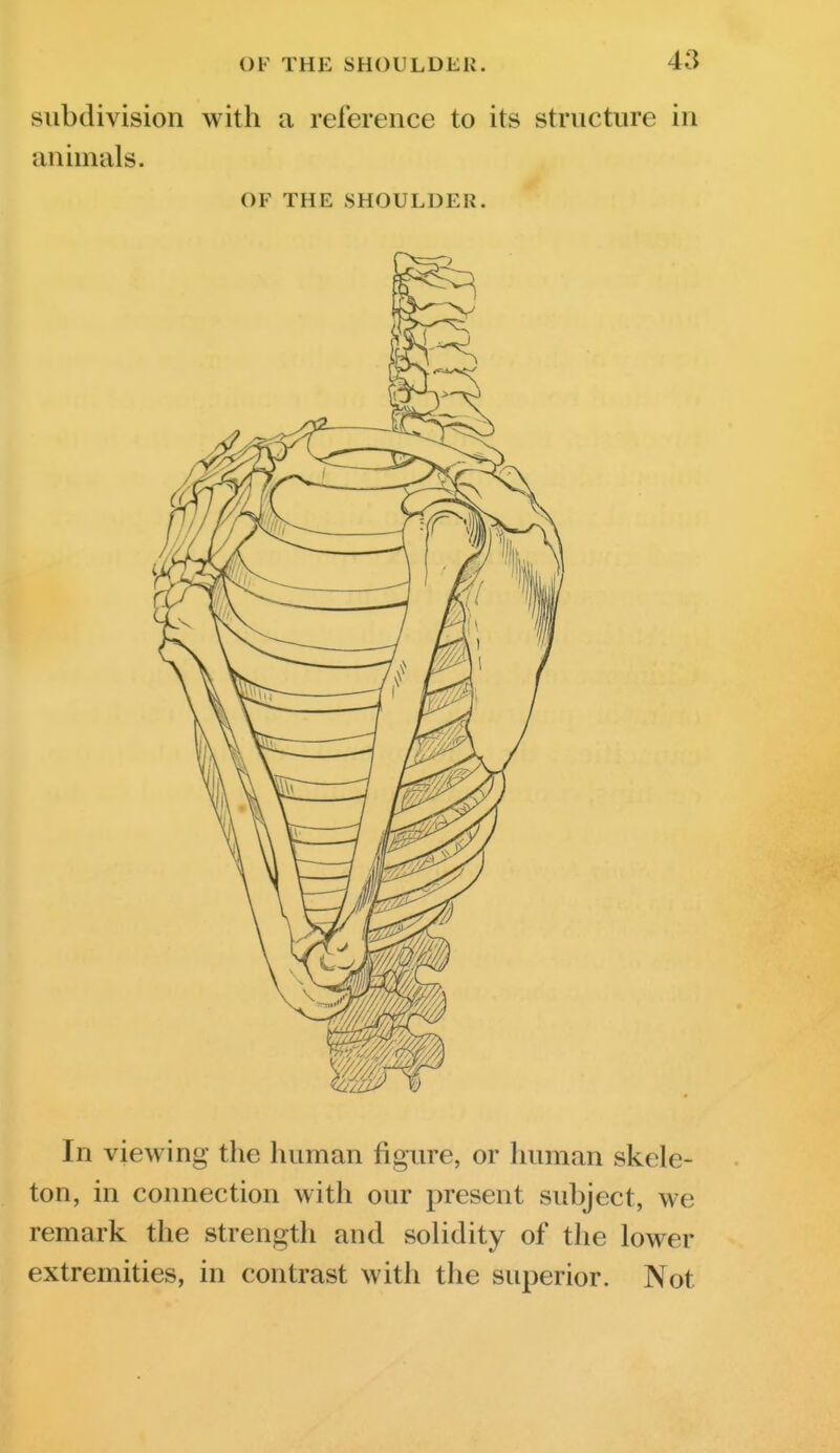 subdivision with a reference to its structure in animals. OF THE SHOULDER. In viewing the human figure, or human skele- ton, in connection with our present subject, we remark the strength and solidity of the lower extremities, in contrast with the superior. Not