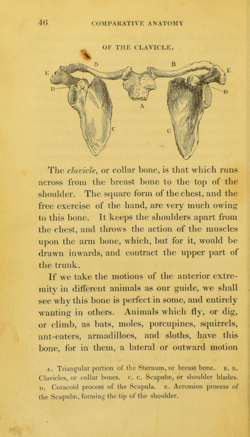 OF THE CLAVICLE. The clavicle, or collar bone, is that which runs across from the breast bone to the top of the shoulder. The square form of the chest, and the free exercise of the hand, are very much owing to this bone. It keeps the shoulders apart from the chest, and throws the action of the muscles upon the arm bone, which, but for it, would be drawn inwards, and contract the upper part of the trunk. If we take the motions of the anterior extre- mity in different animals as our guide, we shall see why this bone is perfect in some, and entirely wanting in others. Animals which fly, or dig, or climb, as bats, moles, porcupines, squirrels, ant-eaters, armadilloes, and sloths, have this bone, for in them, a lateral or outward motion A. Triangular portion of the Sternum, or breast bone. b. b. Clavicles, or collar bones, c. c. Scapulae, or shoulder blades. D. Coracoid process of the Scapula, e. Acromion process of the Scapulae, forming the tip of the shoulder.