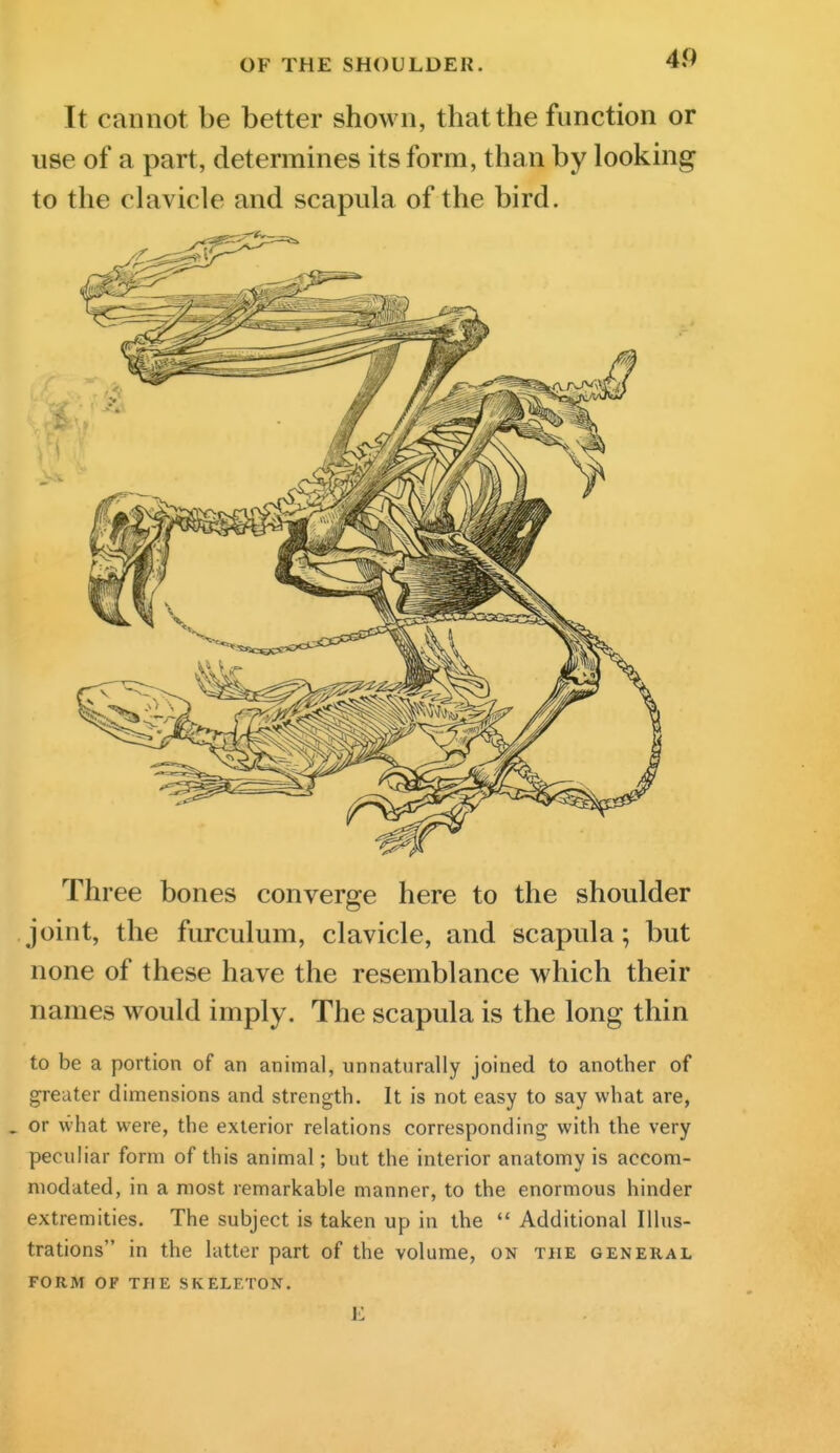 It cannot be better shown, that the function or use of a part, determines its form, than by looking to the clavicle and scapula of the bird. Three bones converge here to the shoulder joint, the furculum, clavicle, and scapula; but none of these have the resemblance which their names would imply. The scapula is the long thin to be a portion of an animal, unnaturally joined to another of greater dimensions and strength. It is not easy to say what are, . or what were, the exterior relations corresponding with the very peculiar form of this animal; but the interior anatomy is accom- modated, in a most remarkable manner, to the enormous hinder extremities. The subject is taken up in the  Additional Illus- trations in the latter part of the volume, on the general FORM OF THE SKELETON.