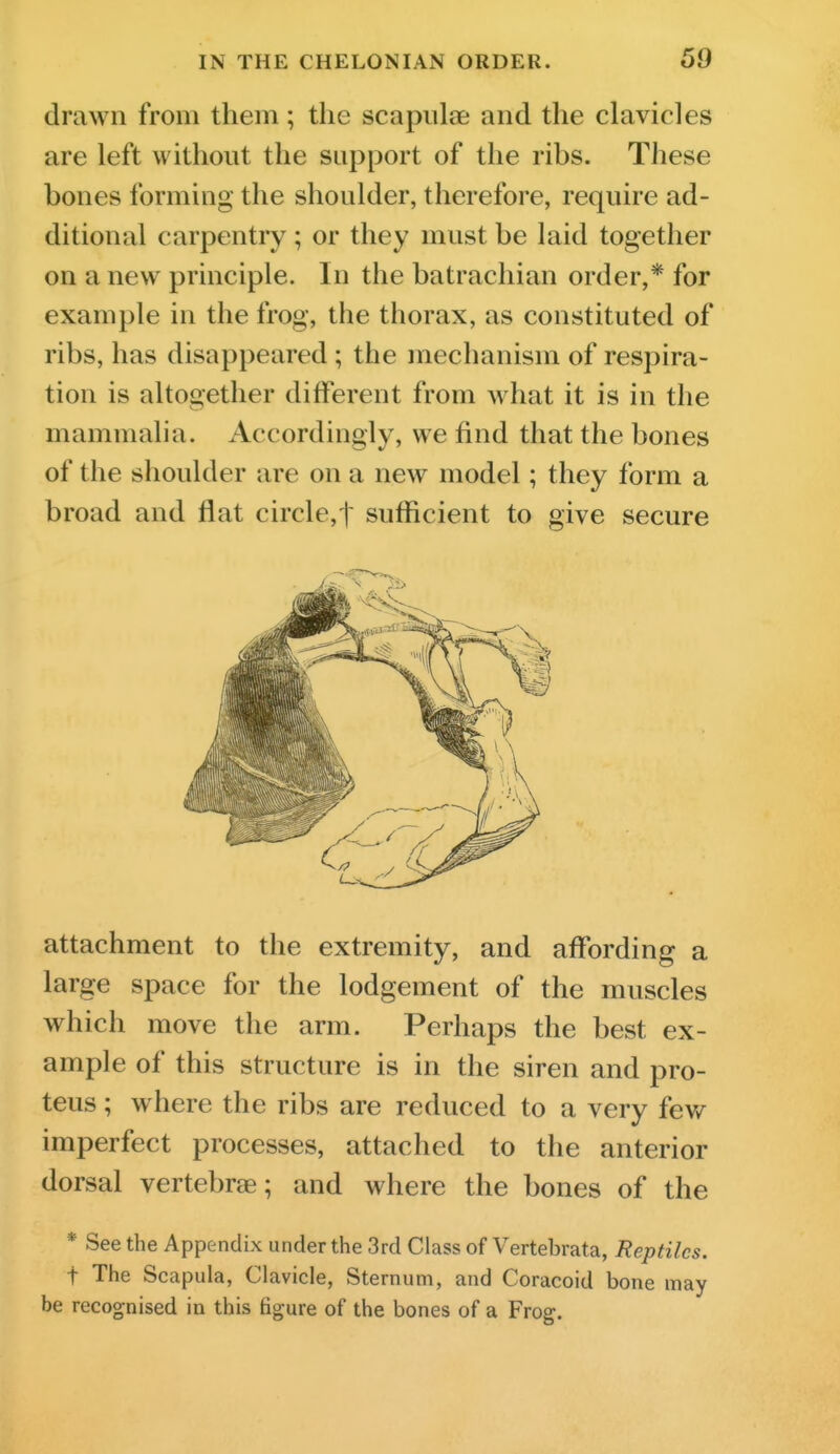 drawn from them; the scapulae and the clavicles are left without the support of the ribs. These bones forming the shoulder, therefore, require ad- ditional carpentry; or they must be laid together on a new principle. In the batracliian order,* for example in the frog, the thorax, as constituted of ribs, has disappeared ; the mechanism of respira- tion is altogether different from what it is in the mammalia. Accordingly, we find that the bones of the shoulder are on a new model; they form a broad and flat circle,! sufficient to give secure attachment to the extremity, and affording a large space for the lodgement of the muscles which move the arm. Perhaps the best ex- ample of this structure is in the siren and pro- teus; where the ribs are reduced to a very few imperfect processes, attached to the anterior dorsal vertebrae; and where the bones of the * See the Appendix under the 3rd Class of Vertebrata, Reptiles. t The Scapula, Clavicle, Sternum, and Coracoid bone may be recognised in this figure of the bones of a Frog.