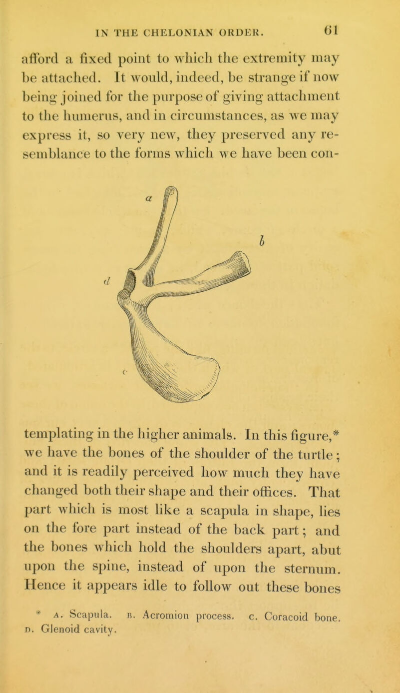 afford a fixed point to which the extremity may be attached. It would, indeed, be strange if now being joined for the purpose of giving attachment to the humerus, and in circumstances, as we may express it, so very new, they preserved any re- semblance to the forms which we have been con- templating in the higher animals. In this figure,* we have the bones of the shoulder of the turtle; and it is readily perceived how much they have changed both their shape and their offices. That part which is most like a scapula in shape, lies on the fore part instead of the back part; and the bones which hold the shoulders apart, abut upon the spine, instead of upon the sternum. Hence it appears idle to follow out these bones * A. Scapula, n. Acromion process, c. Coracoid bone, n. Glenoid cavity.