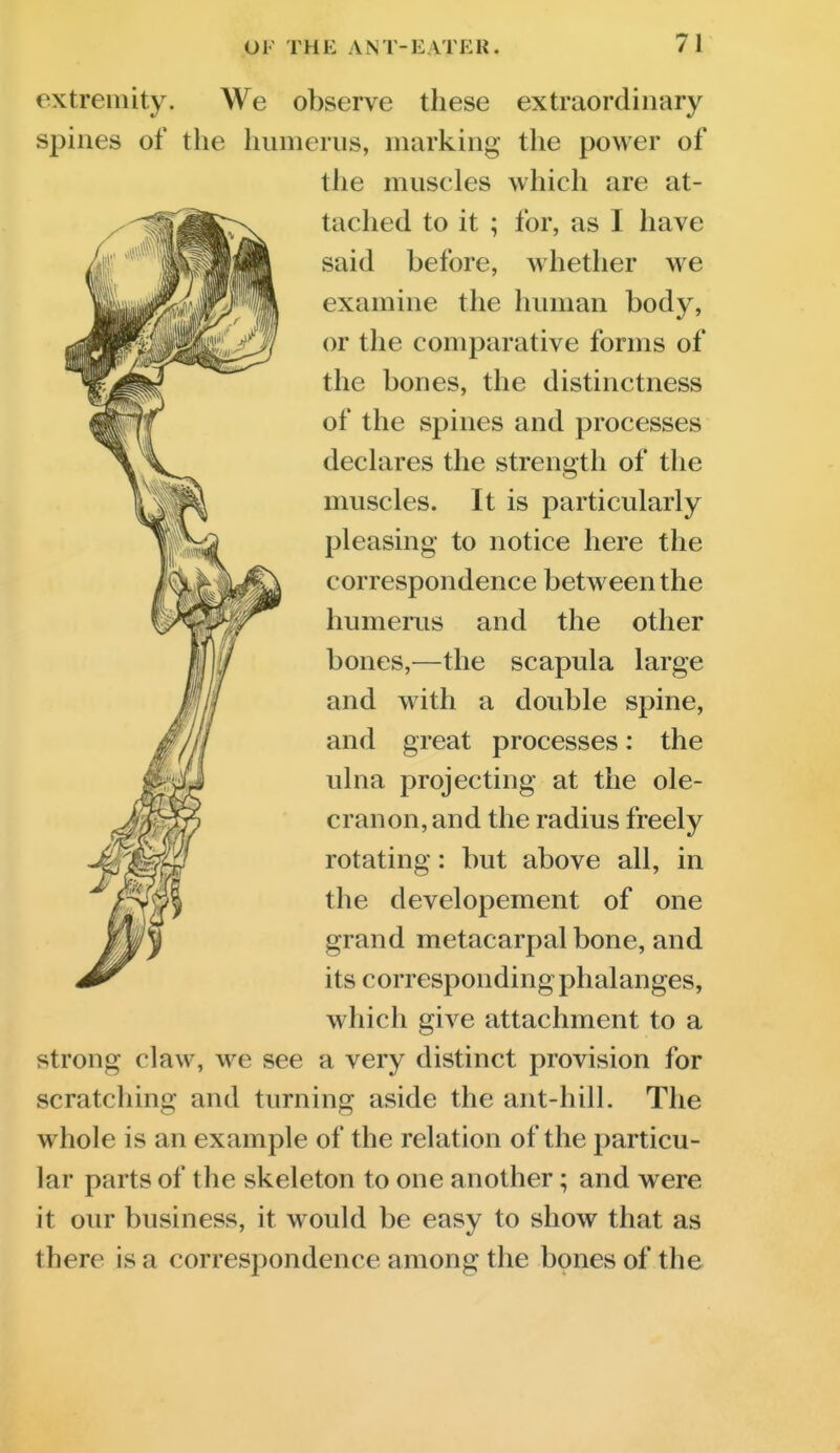 extreiiiity. We observe these extraordinary spines of the humerus, marking the power of the muscles which are at- tached to it ; for, as I have said before, whether we examine the human body, or the comparative forms of the bones, the distinctness of the spines and processes declares the strength of the muscles. It is particularly pleasing to notice here the correspondence between the humerus and the other bones,—the scapula large and with a double spine, and great processes: the ulna projecting at the ole- cranon, and the radius freely rotating: but above all, in the developement of one grand metacarpal bone, and its corresponding phalanges, which give attachment to a strong claw, we see a very distinct provision for scratching and turning aside the ant-hill. The whole is an example of the relation of the particu- lar parts of the skeleton to one another; and were it our business, it would be easy to show that as there is a correspondence among the bones of the