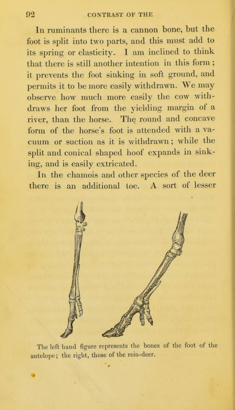 In ruminants there is a cannon bone, but the foot is split into two parts, and this must add to its spring or elasticity. 1 am inclined to think that there is still another intention in this form ; it prevents the foot sinking in soft ground, and permits it to be more easily withdrawn. We may observe how much more easily the cow with- draws her foot from the yielding margin of a river, than the horse. The round and concave form of the horse's foot is attended with a va- cuum or suction as it is withdrawn; while the split and conical shaped hoof expands in sink- ing, and is easily extricated. In the chamois and other species of the deer there is an additional toe. A sort of lesser The left hand figure represents the bones of the foot of the antelope; the right, those of the rein-deer.