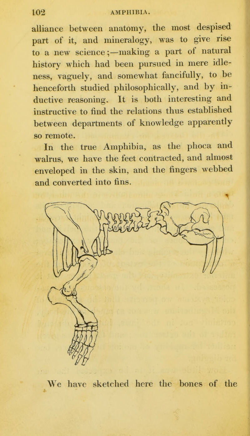 alliance between anatomy, the most despised part of it, and mineralogy, was to give rise to a new science;—making a part of natural history which had been pursued in mere idle- ness, vaguely, and somewhat fancifully, to be henceforth studied philosophically, and by in- ductive reasoning. It is both interesting and instructive to find the relations thus established between departments of knowledge apparently so remote. In the true Amphibia, as the phoca and walrus, we have the feet contracted, and almost enveloped in the skin, and the fingers webbed and converted into fins. We have sketched here the bones of the