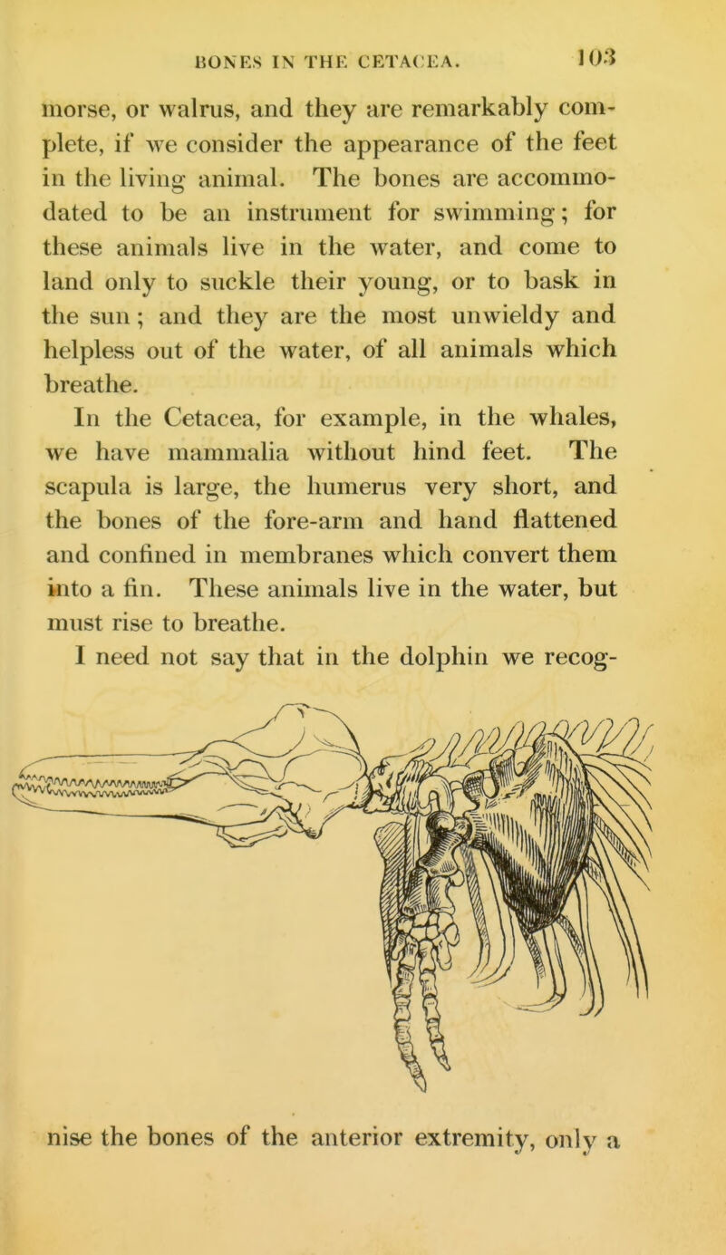 morse, or walrus, and they are remarkably com- plete, if we consider the appearance of the feet in the living animal. The bones are accommo- dated to be an instrument for swimming; for these animals live in the water, and come to land only to suckle their young, or to bask in the sun; and they are the most unwieldy and helpless out of the water, of all animals which breathe. In the Cetacea, for example, in the whales, we have mammalia without hind feet. The scapula is large, the humerus very short, and the bones of the fore-arm and hand flattened and confined in membranes which convert them into a fin. These animals live in the water, but must rise to breathe. I need not say that in the dolphin we recog- nise the bones of the anterior extremity, only a