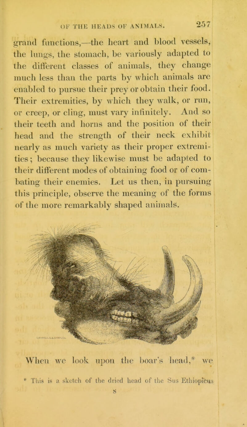 OF THE HEADS OF ANIMALS. grand fanctions,—the heart and blood vessels, j the lungs, the stomach, be variously adapted to the difterent classes of animals, thev change much less than the parts by which animals are enabled to pursue their prey or obtain their food. Their extremities, by which they walk, or run, or creep, or cling, must vary infinitely. And so their teeth and horns and the position of their head and the strength of their neck exhibit nearly as much variety as their proper extremi- ties ; because they likewise must be adapted to their different modes of obtaining food or of com- bating their enemies. Let us then, in pursuing this principle, observe the meaning of the forms of the more remarkably shaped animals. When we look upon the boar's head,* we * This is a sketch of the dried head of the Sus Ethiopicus