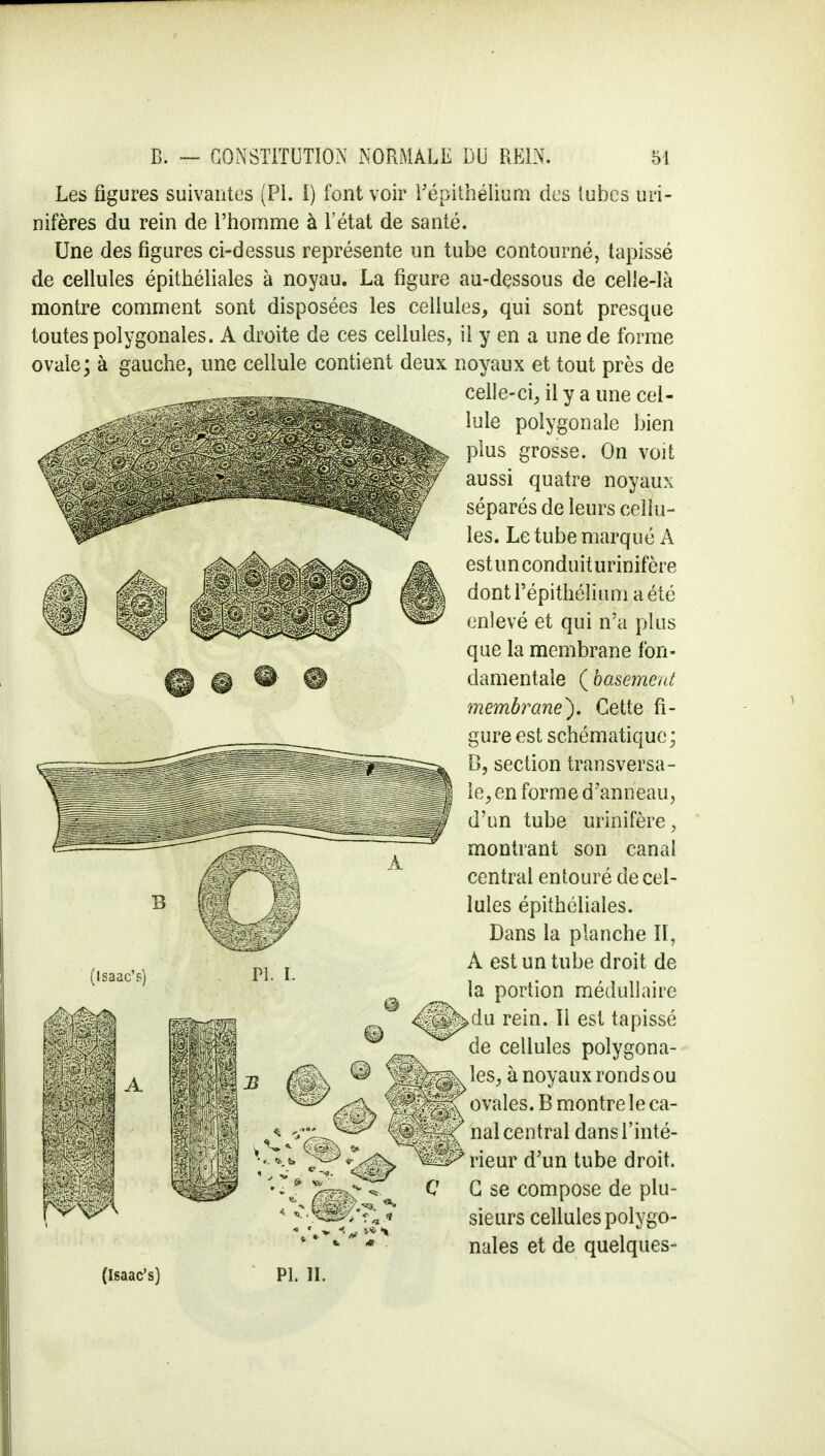 Les figures suivantes (Pl. I) font voir l'épithélium des tubes uiï- nifères du rein de l'homme à l'état de santé. Une des figures ci-dessus représente un tube contourné, tapissé de cellules épithéliales à noyau. La figure au-dessous de celle-là montre comment sont disposées les cellules, qui sont presque toutes polygonales. A droite de ces cellules, il y en a une de forme ovale; à gauche, une cellule contient deux noyaux et tout près de celle-ci, il y a une cel- lule polygonale bien plus grosse. On voit aussi quatre noyaux séparés de leurs cellu- les. Le tube marqué À estunconduiturinifère dont l'épithélium a été enlevé et qui n'a plus que la membrane fon- damentale ( basemenê membrane')» Cette fi- gure est schématique; B, section transversa- le, en forme d'anneau, d'un tube urinifère, montrant son canal central entouré de cel- lules épithéliales. Dans la planche 11, À est un tube droit de la portion médullaire du rein. 11 est tapissé de cellules polygona- les, à noyaux ronds ou ovales. B montre le ca- nal central dans l'inté- rieur d'un tube droit. G se compose de plu- sieurs cellules polygo- nales et de quelques- (Isaac'p) Pl. I.