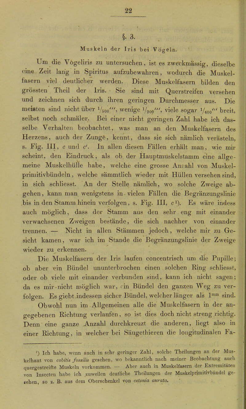 Muskeln der Iris bei Vögeln. Um die Vögeliris zu untersuchen, ist es zweckmässig, dieselbe eine Zeit lang in Spiritus aufzubewahren, wodurch die Muskel- fasern viel deutlicher werden. Diese Muskelfasern bilden den grössten Theil der Iris. Sie sind mit Querstreifen versehen und zeichnen sich durch ihren geringen Durchmesser aus. Die meisten sind nicht über Vsoo' wenige 1/20o///, viele sogar i/400' breit, selbst noch schmäler. Bei einer nicht geringen Zahl habe ich das- selbe Verhalten beobachtet, was man an den Muskelfasern des Herzens, auch der Zunge, kennt, dass sie sich nämlich verästeln, s. Fig. III, c und e'. In allen diesen Fällen erhält man, wie mir scheint, den Eindruck, als ob der Hauptmuskelstamm eine allge- meine Muskelhülle habe, welche eine grosse Anzahl von Muskel- primitivbündeln, welche sämmtlich wieder mit Hüllen versehen sind, in sich schliesst. An der Stelle nämlich, wo solche Zweige ab- gehen, kann man wenigstens in vielen Fällen die Begränzungslinie bis in den Stamm hinein verfolgen, s. Fig. III, c*). Es wäre indess auch möglich, dass der Stamm aus den sehr eng mit einander verwachsenen Zweigen bestände, die sich nachher von einander trennen. — Nicht in allen Stämmen jedoch, welche mir zu Ge- sicht kamen, war ich im Stande die Begränzungslinie der Zweige wieder zu erkennen. * • — Die Muskelfasern der Iris laufen concentrisch um die Pupille; ob aber ein Bündel ununterbrochen einen solchen Ring schliesst, oder ob viele mit einander verbunden sind, kann ich nicht sagen; da es mir-nicht möglich war, ein Bündel den ganzen Weg zu ver- folgen. Es giebt indessen sicher Bündel, welcher länger als lmm sind. Obwohl nun im Allgemeinen alle die Muskelfasern in der an- gegebenen Richtung verlaufen, so ist dies doch nicht streng richtig. Denn eine ganze Anzahl durchkreuzt die anderen, liegt also in einer Richtung, in welcher bei Säugethieren die longitudinalen Fa- ■) Ich habe, wenn auch in sehr geringer Zahl, solche Theilungen an der Mus- kelhaut von cobitis fossilis gesehen, wo bekanntlich nach meiner Beobachtung auch quergestreifte Muskeln Vorkommen. — Aber auch in Muskelfasern der Extremitäten von Insecten habe ich zuweilen deutliche Theilungen der Muskelprimitivbündel ge- sehen, so z. B. aus dem Oberschenkel von cetonia aurata.