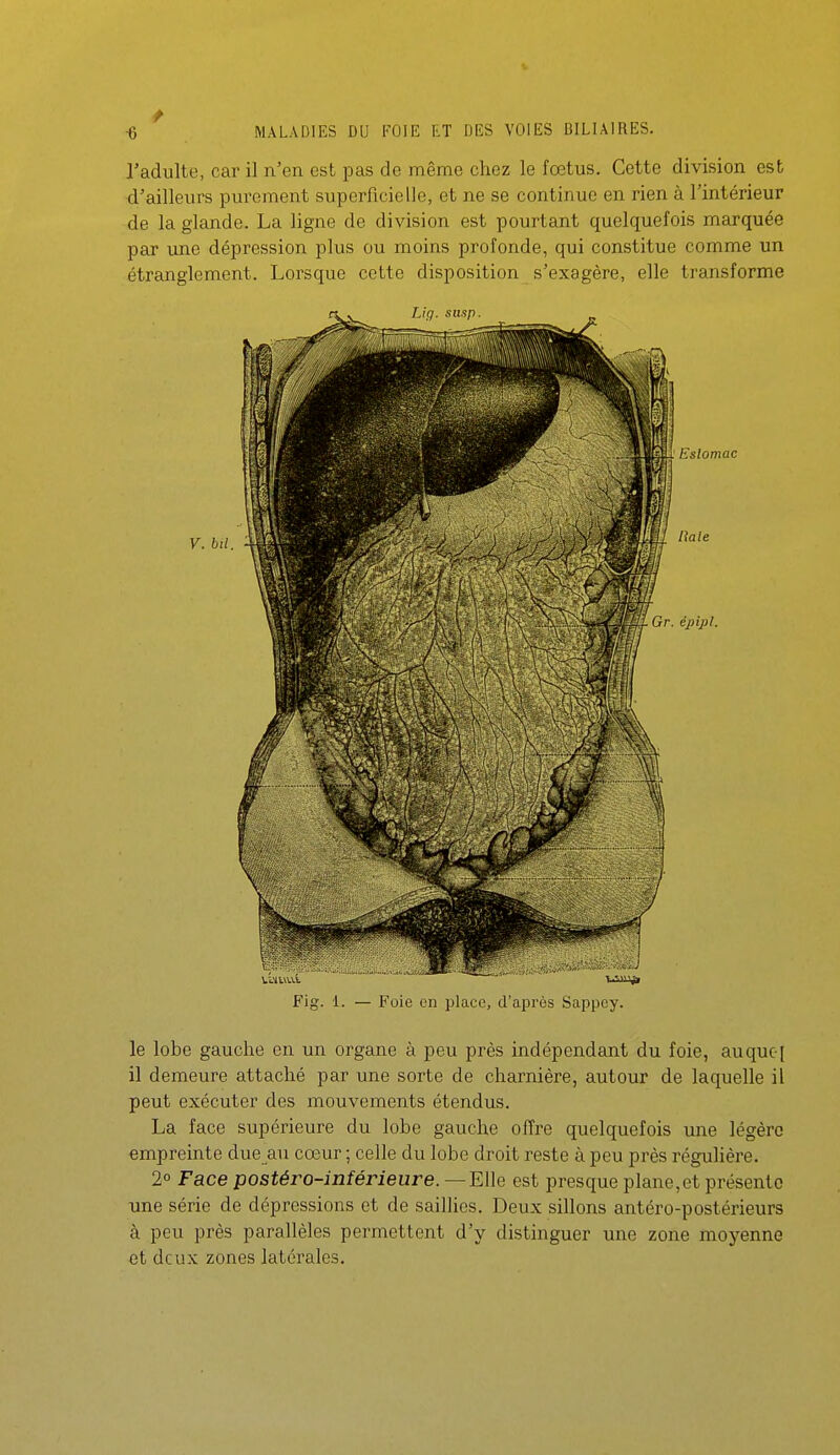 l'adulte, car il n'en est pas de même chez le fœtus. Cette division est d'ailleurs purement superficielle, et ne se continue en rien à l'intérieur de la glande. La ligne de division est pourtant quelquefois marquée par une dépression plus ou moins profonde, qui constitue comme un étranglement. Lorsque cette disposition s'exagère, elle transforme le lobe gauche en un organe à peu prés indépendant du foie, auquc-f il demeure attaché par une sorte de charnière, autour de laquelle il peut exécuter des mouvements étendus. La face supérieure du lobe gauche offre quelquefois une légère empreinte due au cœur ; celle du lobe droit reste à peu près régulière. 2° Face postéro-inférieure.—EWe est presque plane,et présente une série de dépressions et de saillies. Deux sillons antéro-postérieurs à peu près parallèles permettent d'y distinguer une zone moyenne et deux zones latérales.