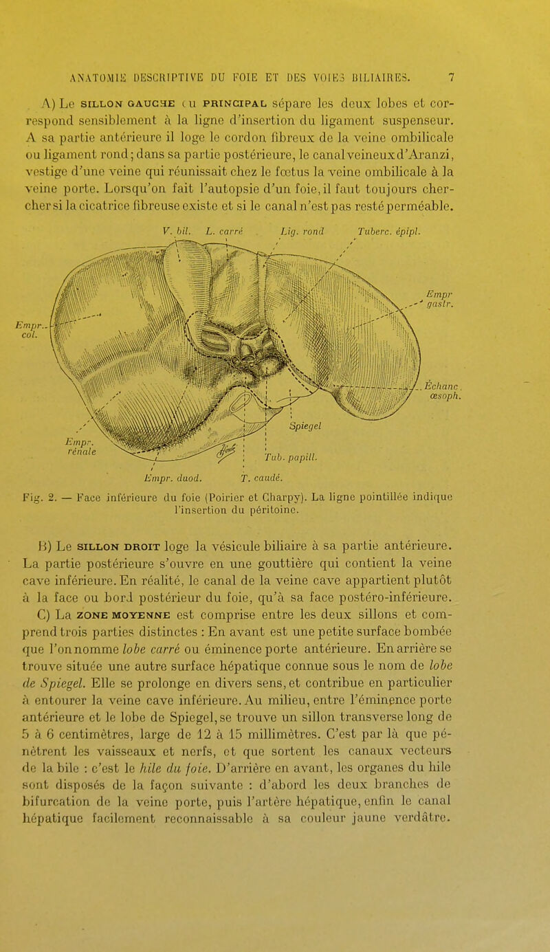 A) Le SILLON GAUCHE cu PRINCIPAL sépare les deux lobes et cor- respond sensiblement à la ligne d'insertion du ligament suspenseur. A sa partie antérieure il loge le cordon fibreux de la veine ombilicale ou ligament rond ; dans sa partie postérieure, le canalveineuxd'Aranzi, vestige d'une veine qui réunissait chez le fœtus la veine ombilicale à la veine porte. Lorsqu'on fait l'autopsie d'un foie,il faut toujours cher- cher si la cicatrice fibreuse existe et si le canal n'est pas resté perméable. V. bil. L. carré Lig. rond Tuberc. épipl. Empr. duod. T. caadé. Fig. 2. — Face inférieure du foie (Poirier et Charpy). La ligne pointillée indique l'insertion du péritoine. B) Le SILLON DROIT logc la vésicule biliaire à sa partie antérieure. La partie postérieure s'ouvre en une gouttière qui contient la veine cave inférieure. En réalité, le canal de la veine cave appartient plutôt à la face ou bori postérieur du foie, qu'à sa face postéro-inférieure. C) La ZONE MOYE^fNE cst comprisc entre les deux sillons et com- prend trois partie? distinctes : En avant est une petite surface bombée que l'on nomme lobe carré ou éminence porte antérieure. En arrière se trouve située une autre surface hépatique connue sous le nom de lohe de Spiegel. Elle se prolonge en divers sens, et contribue en particulier à entourer la veine cave inférieure. Au milieu, entre Féminence porte antérieure et le lobe de Spiegel, se trouve un sillon transverse long de 5 à 6 centimètres, large de 12 à 15 millimètres. C'est par là que pé- nètrent les vaisseaux et nerfs, et que sortent les canaux vecteurs de la bile : c'est le hile du foie. D'arrière en avant, les organes du hile sont disposés de la façon suivante : d'abord les deux branches de bifurcation do la veine porte, puis l'artère hépatique, enfin le canal hépatique facilement reconnaissablc à sa couleur jaune verdâtre.