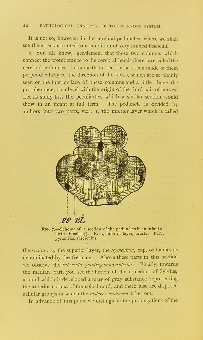 It is not SO, however, in the cerebral peduncles, where we shall see them reconstructed to a condition of very limited fasciculi. 2. You all know, gentlemen, that those two columns which connect the protuberance to the cerebral hemispheres are called the cerebral peduncles. I assume that a section has been made of them perpendicularly to the direction of the fibres, which are so plainly seen on the inferior face of these columns and a little above the protuberance, on a level with the origin of the third pair of nerves. Let us study first the peculiarties which a similar section would show in an infant at full term. The peduncle is divided by authors into two parts, viz. : i, the inferior layer which is called EL Fig. 7.—Schema of a section of the peduncles in an infant at birth (Flechsig). E.L., inferior layer, crusta. F.P., pyramidal fasciculus. the criista ; 2, the superior layer, the tegmentum, cap, or haube, as denominated by the Germans. Above these parts in this section we observe the ttibercula quadrigemina anterior. Finally, towards the median part, you see the lumen of the aqueduct of Sylvius, around which is developed a mass of gray substance representing the anterior cornua of the spinal cord, and there also are disposed cellular groups in which the motores oculorujn take root. In advance of this point we distinguish the proloiigations of the