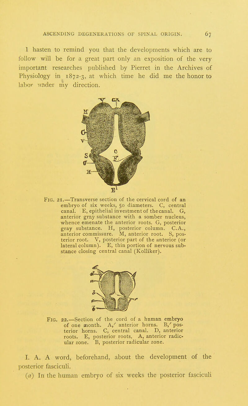 1 hasten to remind you that the developments which are to follow will be for a great part only an exposition of the very important researches published by Pierret in the Archives of Physiology in 1872-3, at which time he did me the honor to ]a.hoT under my direction. tlG. 21.—Transverse section of the cervical cord of an embryo of six weeks, 50 diameters. C, central canal. E, epithelial investment of the canal. G, anterior gray substance with a somber nucleus, whence emenate the anterior roots. G, posterior gray substance. H, posterior column. C.A., anterior commissure. M, anterior root. S, pos- terior root. V, posterior part of the anterior (or lateral column). E, thin portion of nervous sub- stance closing central canal (Kolliker). Fig. 22.—Section of the cord of a hnman embryo of one month. A/ anterior horns. B,^ pos- terior horns. C, central canal. D, anterior roots. E, posterior roots. A, anterior radic- ular zone. B, posterior radicular zone. I. A. A word, beforehand, about the development of the posterior fasciculi. {a) In the human embryo of six weeks the posterior fasciculi