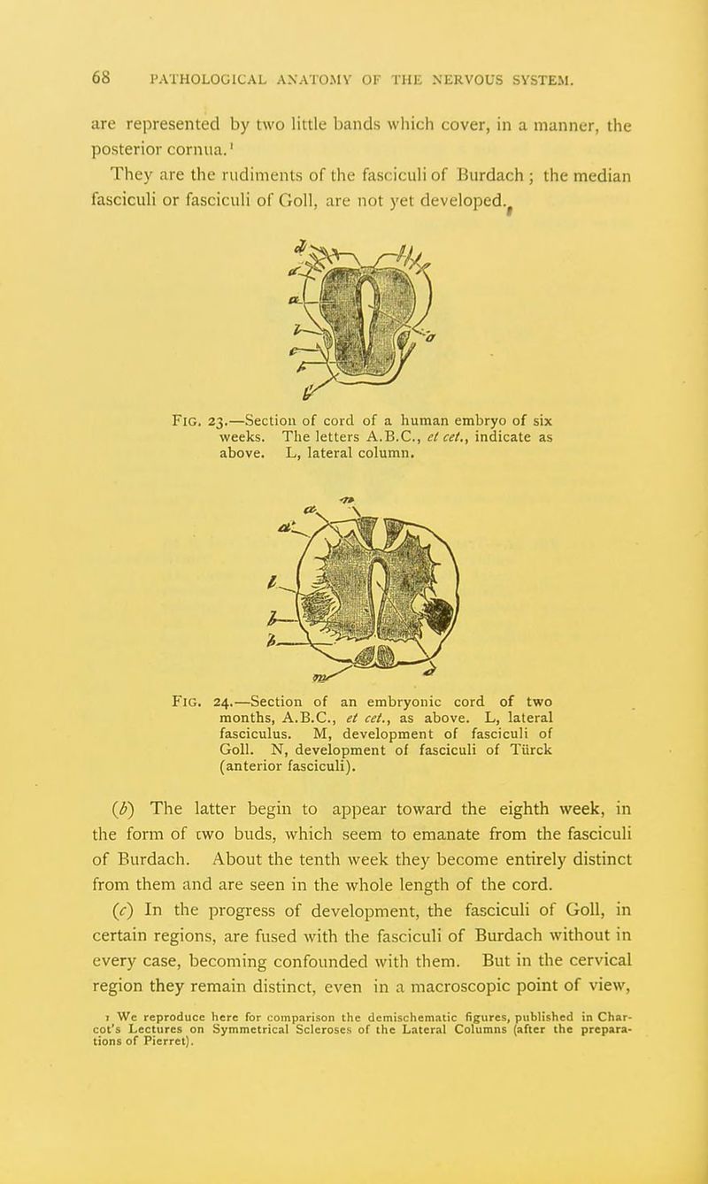 are represented by two little bands which cover, in a manner, the posterior cornua.' They are the rudiments of the fasciculi of Biirdach ; the median fasciculi or fasciculi of Goll, are not yet developed. Fig. 23.—Section of cord of a human embryo of six weeks. Tlie letters A.B.C., el cel., indicate as above. L, lateral column. Fig. 24.—Section of an embryonic cord of two months, A.B.C., ei cel., as above. L, lateral fasciculus. M, development of fasciculi of Goll. N, development of fasciculi of Tiirck (anterior fasciculi). {b) The latter begin to appear toward the eighth week, in the form of cwo buds, which seem to emanate from the fasciculi of Burdach. About the tenth week they become entirely distinct from them and are seen in the whole length of the cord. (J) In the progress of development, the fascicuH of Goll, in certain regions, are fused with the fasciculi of Burdach without in every case, becoming confounded with them. But in the cervical region they remain distinct, even in a macroscopic point of view, T Wc reproduce here for comparison the demischem.'itic figures, published in Char- cot's Lectures on Symmetrical Scleroses of the Lateral Columns (after the prepara- tions of Pierrct).