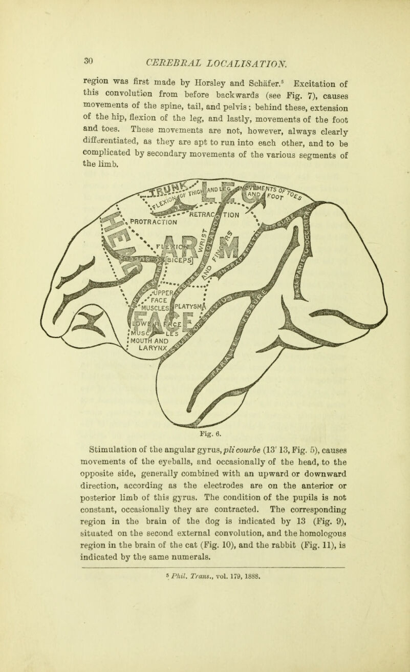 region was first made by Horsley and Schafer.^ Excitation of this convolution from before backwards (see Fig. 7), causes movements of the spine, tail, and pelvis; behind these, extension of the hip, flexion of the leg, and lastly, movements of the foot and toes. These movements are not, however, always clearly difPorentiated, as they are apt to run into each other, and to be complicated by secondary movements of the various segments of the limb. Fig. 6. Stimulation of the angular gyms, pit courbe (13' 13, Fig. 5), causes movements of the eyeballs, and occasionally of the head, to the opposite side, generally combined with an upward or downward direction, according as the electrodes are on the anterior or posterior limb of thia gyrus. The condition of the pupils is not constant, occasionally they are contracted. The corresponding region in the brain of the dog is indicated by 13 (Fig. 9), ibituated on the second external convolution, and the homologous region in the brain of the cat (Fig. 10), and the rabbit (Fig. 11), is indicated by the same numerals. 5 Phil. Trans., vol. 179, 1888.