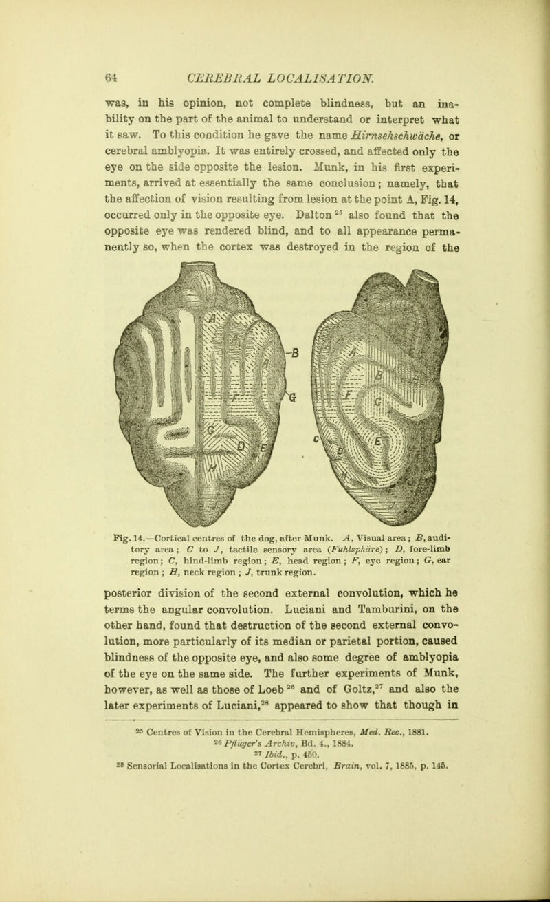 was, in his opinion, not complete blindness, but an ina- bility on the part of the animal to understand or interpret what it saw. To this condition he gave the name Hirnsehschwdche, or cerebral amblyopia. It was entirely crossed, and affected only the eye on the side opposite the lesion. Munk, in his first experi- ments, arrived at essentially the same conclusion; namely, that the affection of vision resulting from lesion at the point A, Fig. 14, occurred only in the opposite eye. Dalton also found that the opposite eye was rendered blind, and to all appearance perma- nently so, when the cortex was destroyed in the region of the Pig. 14.—Cortical centres of the dog, after Munk. A, Visual area; B,audi- tory area ; C to J, tactile sensory area (Fiihlsphcire); D, fore-limb region; C, hind-limb region; E, head region; F, eye region; G, ear region ; B, neck region ; J, trunk region. posterior division of the second external convolution, which he terms the angular convolution. Luciani and Tamburini, on the other hand, found that destruction of the second external convo- lution, more particularly of its median or parietal portion, caused blindness of the opposite eye, and also some degree of amblyopia of the eye on the same side. The further experiments of Munk, however, as well as those of Loeb ^® and of Goltz,^^ and also the later experiments of Luciani,^^ appeared to show that though in 25 Centres of Vision in the Cerebral Hemispheres, Afed. Rec, 1881. ^^Pfliiger's Arckiv, Bd. 4., 1884. 27 Ibid., p. 450. 28 Sensorial Localisations in the Cortex Cerebri, Brain, vol. 7, 1885, p. 145,