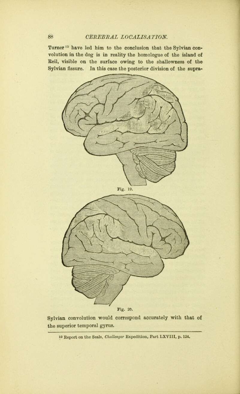 Turner have led him to the conclusion that the Sylvian con- volution in the dog is in reality the homologue of the island of Keil, visible on the surface owing to the shallowness of the Sylvian fissure. In this case the posterior division of the supra- Fig. 20. Sylvian convolution would correspond accurately with that of the superior temporal gyrus. 12 Report on the Seals, Challenger Expedition, Part LXVIII, p. 124.