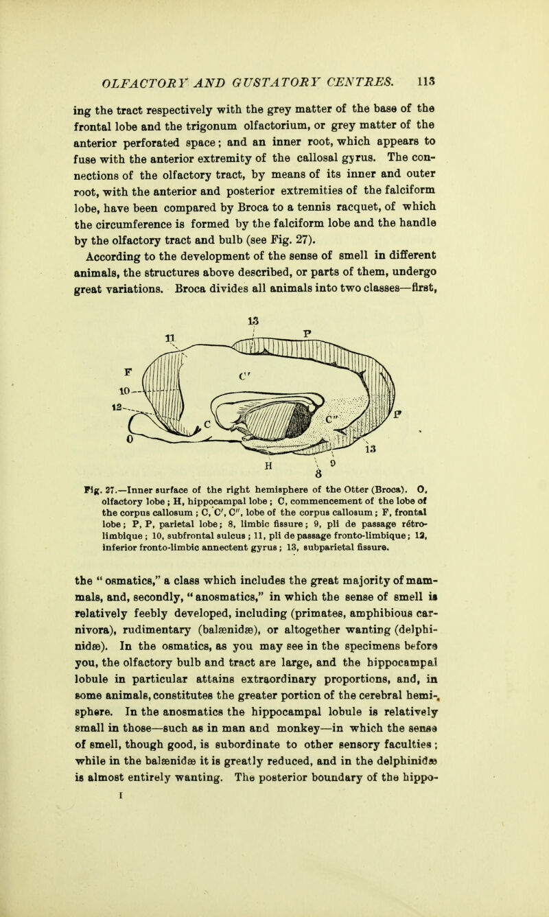 ing the tract respectively with the grey matter of the base of the frontal lobe and the trigonum olfactorium, or grey matter of the anterior perforated space; and an inner root, which appears to fuse with the anterior extremity of the callosal gyrus. The con- nections of the olfactory tract, by means of its inner and outer root, with the anterior and posterior extremities of the falciform lobe, have been compared by Broca to a tennis racquet, of which the circumference is formed by the falciform lobe and the handle by the olfactory tract and bulb (see Fig. 27). According to the development of the sense of smell in different animals, the structures above described, or parts of them, undergo great variations. Broca divides all animals into two classes—first, Fig. 27.—Inner surface of the right hemisphere of the Otter (Broca). 0. olfactory lobe ; H, hippocampal lobe ; C, commencement of the lobe of the corpus callosum ; C,C, C, lobe of the corpus callosum; F, frontal lobe; P, P, parietal lobe; 8, limbic fissure; 9, pli de passage r^tro- limbique ; 10, subfrontal sulcus ; 11, pli de passage fronto-limbique; 13, inferior fronto-limbic annectent gyrus ; 13, subparietal fissure. the  osmatics, a class which includes the great majority of mam- mals, and, secondly,  anosmatics, in which the sense of smell ii relatively feebly developed, including (primates, amphibious car- nivora), rudimentary (balaenidse), or altogether wanting (delphi- nidse). In the osmatics, as you may see in the specimens bt^fors you, the olfactory bulb and tract are large, and the hippocampal lobule in particular attains extraordinary proportions, and, in some animals, constitutes the greater portion of the cerebral hemi-, sphere. In the anosmatics the hippocampal lobule is relatively small in those—such as in man and monkey—in which the sense of smell, though good, is subordinate to other sensory faculties ; while in the balcenidee it is greatly reduced, and in the delphinidao is almost entirely wanting. The posterior boundary of the bippo- I