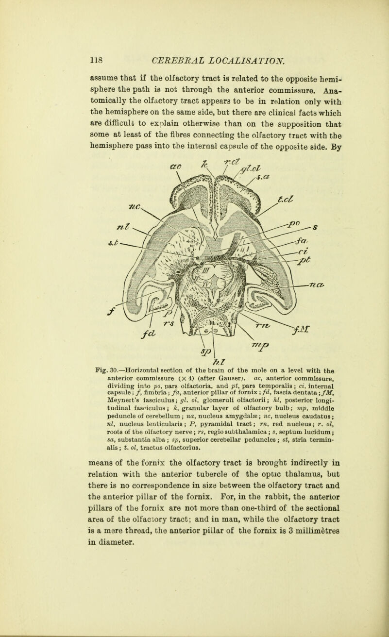 assume that if the olfactory tract is related to the opposite hemi- sphere the path is not through the anterior commissure. Ana- tomically the olfactory tract appears to he in relation only with the hemisphere on the same side, but there are clinical facts which are difficult to exalain otherwise than on the supposition that some at least of the fibres connecting the olfactory tract with the hemisphere pass into the internal capsule of the opposite side. By Fig. 30.—Horizontal section of the brain of the mole on a level with the anterior commissure (X 4) (after Gaiiser;. ac, anterior commissure, dividing into po, pars olfactoria, and pt, pars temporalis ; ci, internal capsule; /, fimbria; fa, anterior pillar of fornix ; fd, fascia dentata Meyneit's fasciculus; gl. ol. glomeruli olfactorii; hi, posterior longi- tudinal fasciculus ; k, granular layer of olfactory bulb; mp, middle peduncle of cerebellum; na, nucleus amygdalae; nc, nucleus caudatus; nl, nucleus lenticularis ; P, pyramidal tract; rn, red nucleus; r. ol, roots of the olfactory nerve; rs, regiosubthalamica ; s, septum lucidum; sa, substantia alba ; sp, superior cerebellar peduncles ; st, stria termin- alis ; ol, tractus olfactorius. means of the fornix the olfactory tract is brought indirectly in relation with the anterior tubercle of the optic thalamus, but there is no correspondence in size between the olfactory tract and the anterior pillar of the fornix. For, in the rabbit, the anterior pillars of the fornix are not more than one-third of the sectional area of the olfac:ory tract; and in man, while the olfactory tract is a mere thread, the anterior pillar of the fornix is 3 millimetres in diameter.