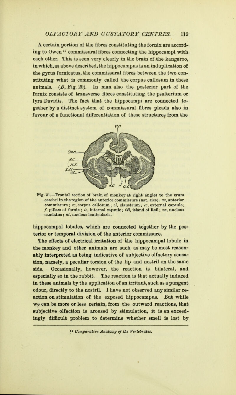 A certain portion of the fibres constituting the fornix are accord- ing to Owen commissural fibres connecting the hippocampi with each other. This is seen very clearly in the brain of the kangaroo, in which, as above described, the hippocampus is an induplication of the gyrus fornicatus, the commissural fibres between the two con- stituting what is commonly called the corpus callosum in these animals. {B, Fig. 29). In man also the posterior part of the fornix consists of transverse fibres constituting the psalterium or lyra Davidis. The fact that the hippocampi are connected to- gether by a distinct system of commissural fibres pleads also in favour of a functional differentiation of these structures from the Fig. 31.—Frontal section of brain of monkey at right angles to the crura cerebri in the region of the anterior commissure (nat. size), ac, anterior commissure; cc, corpus callosum; cl, claustrum; ec, external capsule; f, pillars of fornix ; ic, internal capsule; iR, island of Eeil; nc, nucleus caudatus; nl, nucleus lenticularis. hippocampal lobules, which are connected together by the pos- terior or temporal division of the anterior commissure. The effects of electrical irritation of the hippocampal lobule in the monkey and other animals are such as may be most reason- ably interpreted as beiog indicative of subjective olfactory sensa- tion, namely, a peculiar torsion of the lip and nostril on the same side. Occasionally, however, the reaction is bilateral, and especially so in the rabbit. The reaction is that actually induced in these animals by the application of an irritant, such as a pungent odour, directly to the nostril. I have not observed any similar re- action on stimulation of the exposed hippocampus. But while we can be more or less certain, from the outward reactions, that subjective olfaction is aroused by stimulation, it is an exceed- ingly difficult problem to determine whether smell is lost by 17 Comparative Anatomy of the Vertebrates.