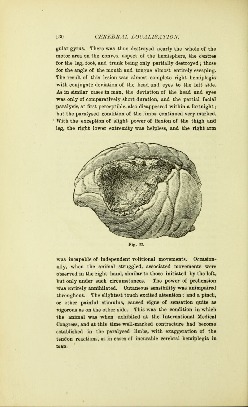 gular gyrus. There was thus destroyed nearly the whole of the motor area on the convex aspect of the hemisphere, the centres for the leg, foot, and trunk being only partially destroyed ; those for the angle of the mouth and tongue almost entirely escaping. The result of this lesion was almost complete right hemiplegia with conjugate deviation of the head and eyes to the left side. As in similar cases in man, the deviation of the head and eyes was only of comparatively short duration, and the partial facial paralysis, at first perceptible, also disappeared within a fortnight; but the paralysed condition of the limbs continued very marked. With the exception of slight power of flexion of the thigh and leg, the right lower extremity was helpless, and the right arm Fig. 33. was incapable of independent volitional movements. Occasion- ally, when the animal struggled, associated movements were observed in the right hand, similar to those initiated by the left, but only under such circumstances. The power of prehension was entirely annihilated. Cutaneous sensibility was unimpaired throughout. The slightest touch excited attention ; and a pinch, or other painful stimulus, caused signs of sensation quite as vigorous as on the other side. This was the condition in which the animal was when exhibited at the International Medical Congress, and at this time well-marked contracture had become established in the paralysed limbs, with exaggeration of the tendon reactions, as in cases of incurable cerebral hemiplegia in Toian.