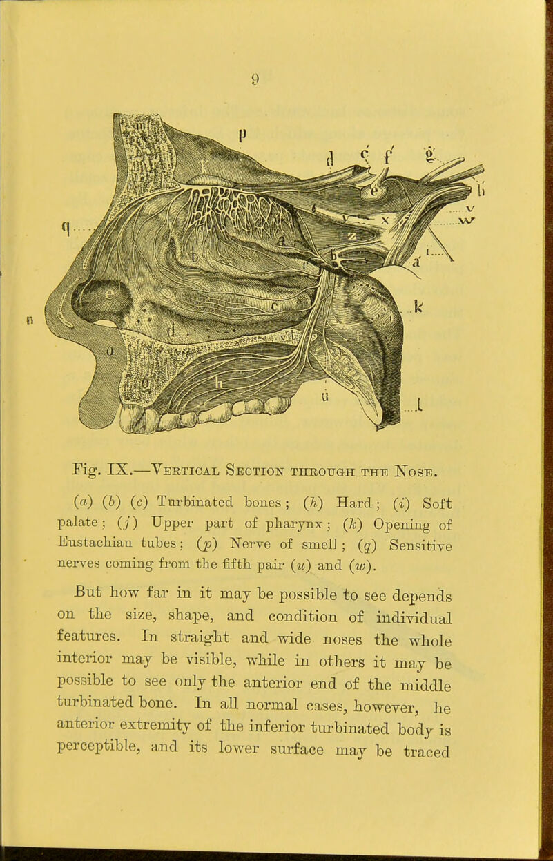 Fig. IX.—Vertical Section through the Nose. (a) (&) (c) Turbinated bones; (h) Hard; (i) Soft palate; (j) Upper part of pbarjnx; (k) Opening of Eustacbian tubes; (p) 'Nerve of smell ; (q) Sensitive nerves coming from tbe fiftb pair (u) and (lo). But how far in it may be possible to see depends on the size, shape, and condition of individual features. In straight and v^^ide noses the whole interior may be visible, while in others it may be possible to see only the anterior end of the middle turbinated bone. In all normal cases, however, he anterior extremity of the inferior turbinated body is perceptible, and its lower surface may be traced