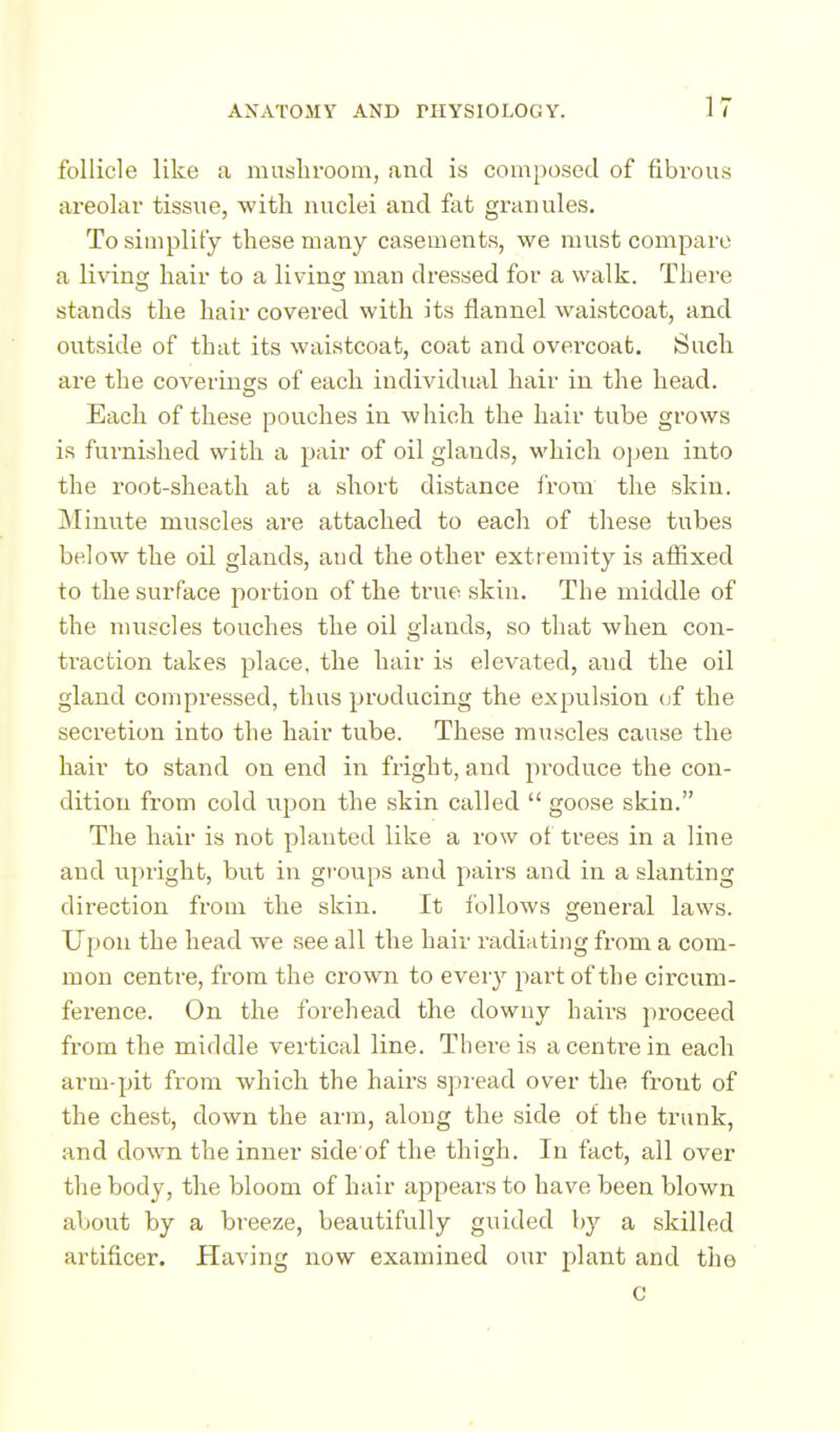 follicle like a musliroom, and is composed of fibrous areolar tissue, with nuclei and fat granules. To simplify these many casements, we must compare a living hair to a livin^ man dressed for a walk. There stands the hair covered with its flannel waistcoat, and outside of that its waistcoat, coat and overcoat. Such are the coverings of each individual hair in the head. Each of these pouches in which the hair tube grows is furnished with a pair of oil glands, which open into the root-sheath ab a short distance from the skin. Minute muscles are attached to each of these tubes below the oil glands, and the other extremity is afiixed to the surface portion of the true skin. The middle of the muscles touches the oil glands, so that when con- traction takes place, the hair is elevated, and the oil gland compressed, thus producing the expulsion (jf the secretion into the hair tube. These muscles cause the hair to stand on end in fright, and produce the con- dition from cold upon the skin called  goose skin. The hair is not planted like a row ot trees in a line and upright, but in groups and pairs and in a slanting direction from the skin. It follows general laws. Upon the head we see all the hair radiating from a com- mon centre, from the crown to every part of the circum- ference. On the forehead the downy hairs proceed from the middle vertical line. There is a centre in each arm-pit from which the hairs spi'ead over the front of the chest, down the arm, along the side of the trunk, and down the inner side of the thigh. In fact, all over the body, the bloom of hair appears to have been blown about by a breeze, beautifully guided by a skilled artificer. Having now examined our plant and the C
