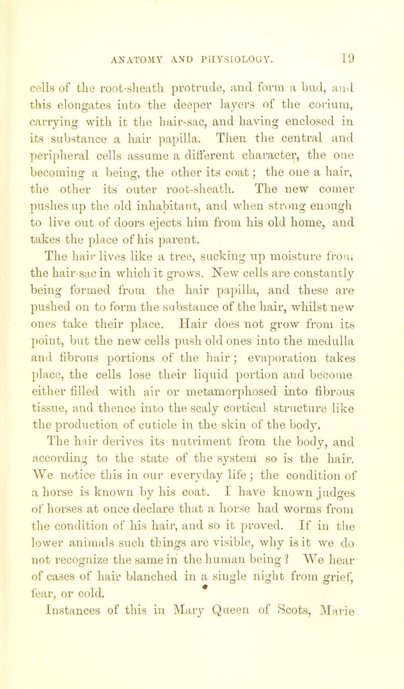 cells of the root-sheath protrude, ;iiid form a bud, aud this elongates into the deeper hiyers of the corium, cariying with it the hair-sac, and having enclosed in its substance a hair papiUa. Then the central and peripheral cells assume a different character, the one becoming a being, the other its coat; the one a hair, the other its outer root-sheath. The new comer pushes uj) the old inhabitant, and when strong enough to live out of doors ejects him from his old home, and takes the place of his parent. The hair lives like a tree, sacking up moistui-e froui the hair sac in which it grows. New cells are constantly being formed from the hair papilla, and these are pushed on to form the substance of the hair, whilst new ones take their place. Hair does not grow from its point, but the new cells push old ones into the medulla and fibrous portions of the hair; evaporation takes place, the cells lose their liquid portion and become either filled with air or metamorphosed into fibrous tissue, and thence into the scaly cortical structure like the production of cuticle in the skin of the body. The h?iir derives its nutriment from the body, and according to the state of the system so is the hair. We notice this in our everyday life; the condition of ahorse is known by his coat. I have known judges of horses at once declare that a horse had worms from the condition of his hair, and so it proved. If in the lower animals such things are visible, why is it we do not recognize the same in tlie human being 1 We hear of cases of hair blanched in a single night from grief, fear, or cold. * Instances of this in Mar}' Queen of Scots, Marie