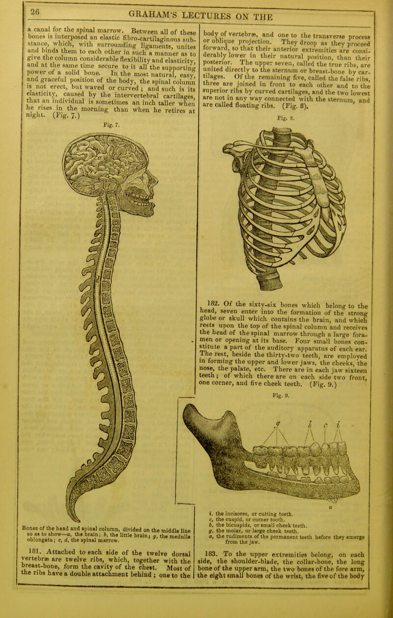 a canal for the spinal marrow. Between all of these bones is Jriterposed an elastic fibro-cartilaKinous sub- stance, which, with surrounding: ligaments, unites and binds them to each other in such a manner as to give the column considerable flexibility and elasticity and at the same time secure to it all the supporting power of a solid bone. In the most natural, easy and graceful position of the body, the spinal column IS not erect, but waved or curved; and such is its elasticity, caused by the intervertebral cartilages that an individual is sometimes an inch taller when he rises in the morning than when he retires at night. (Fig. 7.) Fig. r. 0^ m m m body of vertebrae, and one to the transverse process or oblique projection. They droop as they proceed forward, so that their anterior extremities are consi- derably lower in their natural position, than their posterior. The upper seven, called the true ribs, are united directly to the sternum or breast-bone by car- tilages. Of the remaining five, called the false ribs, three are joined in front to each other and to the superior ribs by curved cartilages, and the two lowest are not in any way connected with the sternum and are called floating ribs. (Fig. 8). ' Fig. 8. 182. Of the sixty-six bones which belong to the head, seven enter into the formation of the strong globe or skull which contains the brain, and which ^t^^l. ^^ spinal column and receives the head of the spinal marrow through a large fora- men or opening at its base. Four small bones con- stitute a part of the auditory apparatus of each ear. The rest, beside the thirty-two teeth, are employed m forming the upper and lower jaws, the cheeks, the nose, the palate, etc. There are in each jaw sixteen teeth; of which there are on each side two front, one corner, and five cheek teeth. (Fig. 9.) Fig. 9. Bones of the head and ipinal column, divided on the middle line BO as to show—a, the brain; 6, the little brain, o, the medulla oblongata; c, d, the spinal marrow. 181. Attached to each side of the twelve dorsal vertebra are twelve ribs, which, together with the breast-bone, form the cavity of the chett. Most of the ribs have a double attachment behind; one to the i, the incisores, or cutting teeth, c, the cuspid, or corner tooth. b, the bicuspids, or small cheek teeth. g, the molar, or large cheek teeth. a, the rudiments of the permanent teetli before they emerge from the jaw. 183. To the upper extremities belong, on each side, the shoulder-blade, the collar-bone, the long bone of the upper arm, the two bones of the fore arm, the eight small bones of the wrist, the five of the body
