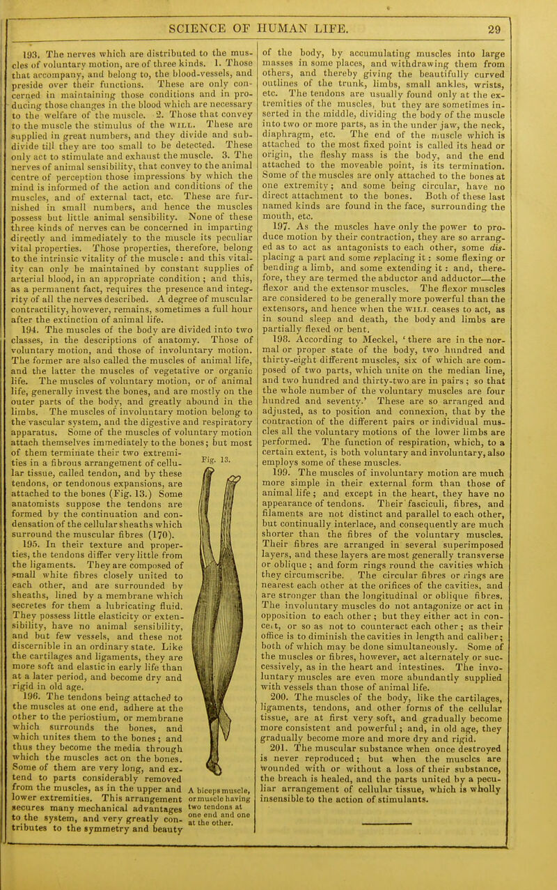 193. The nerves which are distributed to the mus- cles of voluntary motion, are of three kinds. I. Those that accompany, and belong to, the blood-vessels, and preside over their functions. These are only con- cerned in maintaining those conditions and in pro- ducing those changes in the blood which are necessary to the welfare of the muscle. 2. Those that convey to the muscle the stimulus of the will. These are supplied in great numbers, and they divide and sub- divide till they are too small to be detected. These only act to stimulate and exhaust the muscle. 3. The nerves of animal sensibility, that convey to the animal centre of perception those impressions by which the mind is informed of the action and conditions of the muscles, and of external tact, etc. These are fur- nished in small numbers, and hence the muscles possess but little animal sensibility. None of these three kinds of nerves can be concerned in imparting directly and immediately to the muscle its peculiar vital properties. Those properties, therefore, belong to the intrinsic vitality of the muscle: and this vital- ity can only be maintained by constant supplies of arterial blood, in an appropriate condition; and this, as a permanent fact, requires the presence and integ- rity of all the nerves described. A degree of muscular contractility, however, remains, sometimes a full hour after the extinction of animal life. 194. The muscles of the body are divided into two classes, in the descriptions of anatomy. Those of voluntary motion, and those of involuntary motion. The former are also called the muscles of animal life, and the latter the muscles of vegetative or organic life. The muscles of voluntary motion, or of animal life, generally invest the bones, and are mostly on the outer parts of the body, and greatly abound in the limbs. The muscles of involuntary motion belong to the vascular system, and the digestive and respiratory apparatus. Some of the muscles of voluntary motion attach themselves immediately to the bones; but most of them terminate their two extremi- ties in a fibrous arrangement of cellu- lar tissue, called tendon, and by these tendons, or tendonous expansions, are attached to the bones (Fig. 13.) Some anatomists suppose the tendons are formed by the continuation and con- densation of the cellular sheaths which surround the muscular fibres (170). 195. In their texture and proper- ties, the tendons differ very little from the ligaments. They are composed of small white fibres closely united to each other, and are surrounded by sheaths, lined by a membrane which secretes for them a lubricating fluid. They possess little elasticity or exten- sibility, have no animal sensibility, and but few vessels, and these not discernible in an ordinary state. Like the cartilages and ligaments, they are more soft and elastic in early life than at a later period, and become dry and rigid in old age. 196. The tendons being attached to the muscles at one end, adhere at the other to the periostium, or membrane which surrounds the bones, and which unites them to the bones ; and thus they become the media through which the muscles act on the bones. Some of them are very long, and ex- tend to parts considerably removed from the muscles, as in the upper and A biceps muscle, lower extremities. This arrangement or muscle having secures many mechanical advantages tendons at to the system and very greatly con- ^he tributes to the symmetry and beauty Fig. 13. of the body, by accumulating muscles into large masses in some places, and withdrawing them from others, and thereby giving the beautifully curved outlines of the trunk, limbs, small ankles, wrists, etc. ^ The tendons are usually found only at the ex- tremities of the muscles, but they are sometimes in- serted in the middle, dividing the body of the muscle into two or more parts, as in the under jaw, the neck, diaphragm, etc. The end of the muscle which is attached to the most fixed point is called its head or origin, the fleshy mass is the body, and the end attached to the moveable point, is its termination. Some of the muscles are only attached to the bones at one e.xtremity; and some being circular, have no direct attachment to the bones. Both of these last named kinds are found in the face, surrounding the month, etc. 197. As the muscles have only the power to pro- duce motion by their contraction, they are so arrang- ed as to act as antagonists to each other, some dis- placing a part and some replacing it: some flexing or bending a limb, and some extending it : and, there- fore, they are termed the abductor and adductor—the flexor and the extensor muscles. The flexor muscles are considered to be generally more powerful than the extensors, and hence when the will ceases to act, as in sound sleep and death, the body and limbs are partially flexed or bent. 198. According to Meckel, ' there are in the nor- mal or proper state of the body, two hundred and thirty-eight different muscles, six of which are com- posed of two parts, which unite on the median line, and two hundred and thirty-two are in pairs; so that the whole number of the voluntary muscles are four hundred and seventy.' These are so arranged and adjusted, as to position and connexion, that by the contraction of the different pairs or individual mus- cles all the voluntary motions of the lower limbs are performed. The function of respiration, which, to a certain extent, is both voluntary and involuntary, also employs some of these muscles. 199. The muscles of involuntary motion are much moi-e simple in their external form than those of animal life; and except in the heart, they have no appearance of tendons. Their fasciculi, fibres, and filaments are not distinct and parallel to each other, but continually interlace, and consequently are much shorter than the fibres of the voluntary muscles. Their fibres are arranged in several superimposed layers, and these layers are most generally transverse or oblique ; and form rings round the cavities which they circumscribe. The circular fibres or rings are nearest each other at the orifices of the cavities, and are stronger than the longitudinal or oblique fibres. The involuntary muscles do not antagonize or act in opposition to each other ; but they either act in con- ceit, or so as not to counteract each other; as their office is to diminish the cavities in length and caliber; both of which may be done simultaneously. Some of the muscles or fibres, however, act alternately or suc- cessively, as in the heart and intestines. The invo- luntary muscles are even more abundantly supplied with vessels than those of animal life. 200. The muscles of the body, like the cartilages, ligaments, tendons, and other forms of the cellular tissue, are at first very soft, and gradually become more consistent and powerful; and, in old age, they gradually become more and more dry and rigid. 201. The muscular substance when once destroyed is never reproduced; but when the muscles are wounded with or without a loss of their substance, the breach is healed, and the parts united hy a pecu- liar arrangement of cellular tissue, which is wholly insensible to the action of stimulants.