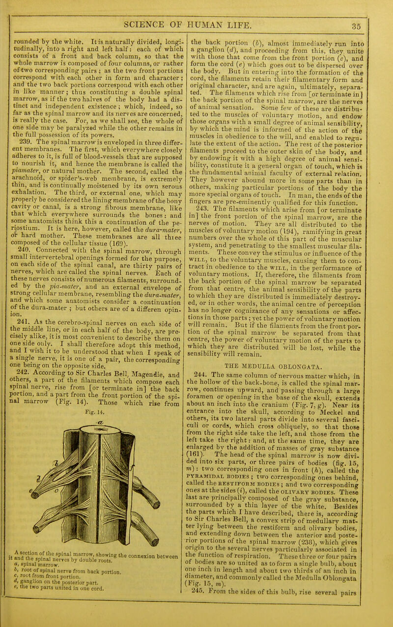 rounded by the white. It is naturally divided, longi- tudinally, into a right and left half: each of which consists of a front and back column, so that the whole marrow is composed of four columns, or rather of two corresponding pairs ; as the two front portions correspond with each other in form and character; and the two back portions correspond with each other in like manner ; thus constituting a double spinal marrow, as if the two halves of the body had a dis- tinct and independent existence; which, indeed, so far as the spinal marrow and its nerves are concerned, is really the case. For, as we shall see, the whole of one side may be paralyzed while the other remains in the full possession of its powers. 239. The spinal marrow is enveloped in three differ, ent membranes. The first, which everywhere closely adheres to it, is full of blood-vessels that are supposed to nourish it, and hence the membrane is called the piamater, or natural mother. The second, called the arachnoid, or spider's-web membrane, is extremely thin, and is continually moistened by its own serous exhalation. The third, or external one, which may properly be considered the lining membrane of the bony cavity or canal, is a strong fibrous membrane, like that which everywhere surrounds the bones: and some anatomists think this a continuation of the pe- riostium. It is here, however, called the dura-mater, dt hard mother. These membranes are all thiee composed of the cellular tissue (169). 240. Connected with the spinal marrow, through small intervertebral openings formed for the purpose, on each side of the spinal canal, are thirty pairs of nerves, which are called the spinal nerves. Each of these nerves consists of numerous filaments, surround- ed by the pia-mater, and an external envelope of strong cellular membrane, resembling the dura-mater, and which some anatomists consider a continuation of the dura-mater ; but others are of a differen opin- ion. ^ 241. As the cerebro-spinal nerves on each side of the middle line, or in each half of the body, are pre- cisely alike, it is most convenient to describe them on one side only. I shall therefore adopt this method, and I wish it to be understood that when I speak of a single nerve, it is one of a pair, the corresponding one being on the opposite side. 242. According to Sir Charles Bell, Magendie, and others, a part of the filaments which compose each spinal nerve, rise from [or terminate in] the back portion, and a part from the front portion of the spi- nal marrow '-^ (Fii 14). Those Fig. 14. which rise from Sf ^„!f ?u 'P'^' narrow, showing the connexion between It and the spmal nerves by double roots. oetween a, spinal marrow. b, root of spinal nerve from back portion. c, root from front portion. d, ganglion on the posterior part. e, the two parts united in one cord. the back portion {!>), almost immediately run into a ganglion {d), and proceeding from this, they unite with those that come from the front portion (c), and form the cord (e) which goes out to be dispersed over the body. But in entering into the formation of the cord, the filaments retain their filamentary form and original character, and are again, ultimately, separa ted. The filaments which rise from [or terminate in j the back portion of the spinal marrow, are the nerves of animal sensation. Some few of these are distribu- ted to the muscles of voluntary motion, and endow those organs with a small degree of animal sensibility, by which the mind is informed of the action of tlie muscles in obedience to the will, and enabled to regu- late the extent of the action. The rest of the posterior filaments proceed to the outer skin of the body, and by endowing it with a high degree of animal sensi- bility, constitute it a general organ of touch, which is the fundamental animal faculty of external relation. They however abound more in some parts than in others, making particular portions of the body the more special organs of touch. In man, the ends of the fingers are pre-eminently qualified for this function. 243. The filaments which arise from [or terminate in] the front portion of the spinal marrow, are the nerves of motion. They are all distributed to the muscles of voluntary motion (194), ramifying in great numbers over the whole of this part of the muscular system, and penetrating to the smallest muscular fila- ments. These convey the stimulus or influence of the wiLL,^ to the voluntary muscles, causing them to con- tract in obedience to the will, in the performance of voluntary motions. If, therefore, the filaments from the back portion of the spinal marrow be separated from that centre, the animal sensibility of the parts to which they are distributed is immediately destroy- ed, or in other words, the animal centre of perception has no longer cognizance of any sensations or affec- tions in those parts ; yet the power of voluntary motion will remain. But if the filaments from the front por- tion of the spinal marrow be separated from that centre, the power of voluntary motion of the parts to which they are distributed will be lost, while the sensibility will remain. THE MEDULLA OBLONGATA. 244. The same column of nervous matter which, in the hollow of the back-bone, is called the spinal mar- row, continues upward, and passing through a large foramen or opening in the base of the skull, extends about an inch into the cranium (Fig. 7, g). Near its entrance into the skull, according to Meckel and others, its two lateral parts divide into several fasci. culi or cords, which cross obliquely, so that those from the right side take the left, and those from the left take the right: and, at the same time, they are enlarged by the addition of masses of gray substance (161). The head of the spinal marrow is now divi- ded into six parts, or three pairs of bodies (fig. 15, to) : two corresponding ones in front (h), called the PYRAMIDAL BODIES ; two Corresponding ones behind, called thehestiform bodies; and two corresponding ones at the sides (j), called the olivary bodies. These last are principally composed of the gray substance, surrounded by a thin layer of the white. Besides the parts which I have described, there is, according to Sir Charles Bell, a convex strip of medullary mat- ter lying between the restiform and olivary bodies, and extending down between tlie anterior and poste- rior portions of the spinal marrow (238), which gives origin to the several nerves particularly associated in the function of respiration. These three or four pairs of bodies are so united as to form a single bulb, about one inch in length and about two thirds of an inch in diameter, and commonly called the Medulla Oblongata (Fig. 15, w). 245. From the sides of this bulb, rise several pairs