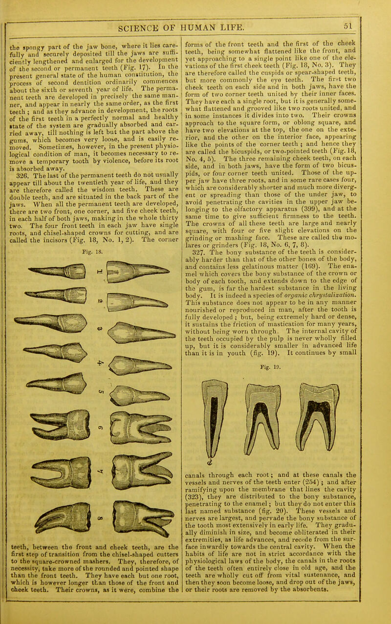 the spongy part of the jaw bone, where it lies care- fully and securely deposited till the jaws are suffi- ciently lengthened and enlarged for the development ■ of the second or permanent teeth (Fig. 17). _ I ' present general state of the human constitution, the ' process of second dentition ordinarily commences ; about the sixth or seventh year of life. The perma- • nent teeth are developed in precisely the same man- ! ner, and appear in nearly the same order, as the first teeth ; and as they advance in development, the roots of the first teeth in a perfectly normal and healthy •tate of the system are gradually absorbed and car- ried away, till nothing is left but the part above the gums, which becomes very loose, and is easily re- moved. Sometimes, however, in the present physio- logical condition of man, it becomes necessary to re- move a temporary tooth by violence, before its root is absorbed away. ! 326. The last of the permanent teeth do not usually appear till about the twentieth year of life, and they are therefore called the wisdom teeth. These are . double teeth, and are situated in the back part of the jaws. When all the permanent teeth are developed, ' there are two front, one corner, and five cheek teeth, in each half of both jaws, making in the whole thirty two. The four front teeth in each jaw have single roots, and chisel-shaped crowns for cutting, and are called the incisors (Fig. 18, No. 1, 2). The corner Fig. 18. teeth, between the front and cheek teeth, are the first step of transition from the chisel-shaped cutters to the squaro-crowned mashers. They, therefore, of necessity, take more of the rounded and pointed shape than the front teeth. They have each but one root, ■which is however longer than those of the front and cheek teeth. Their crowns, as it were, combine the forms of the front teeth and the first of the cheek teeth, being somewhat flattened like the front, and yet approaching to a single point like one of the ele- vations of the first cheek teeth (Fig. 18, No. .3), They are therefore called the cuspids or spear-shaped teeth, but more commonly the eye teeth. The fir.st two cheek teeth on each side and in both jaws, have the form of two corner teeth united by their inner faces. They have each a single root, but it is generally some- what flattened and grooved like two roots united, and in some instances it divides into two. Their crowns approach to the square form, or oblong square, and have two elevations at the top, the one on the exte- rior, and the other on the interior face, appearing like the points of the corner teeth ; and hence they are called the bicuspids, or two-pointed teeth (Fig. 18, No. 4, 5). The three remaining cheek teeth, on each side, and in both jaws, have the form of two bicus- pids, or four corner teeth united. Those of the up- per jaw have three roots, and in some rare cases four, which are considerably shorter and much more diverg- ent or spreading than those of the under jaw, to avoid penetrating the cavities in the upper jaw be- longing to the olfactory apparatus (399), and at the same time to give sufficient firmness to the teeth. The crowns of all these teeth are large and nearly square, with four or five slight elevations on the grinding or mashing face. These are called tha mo- lares or grinders (Fig. 18, No. 6, 7, 8). 327. The bony substance of the teeth is consider- ably harder than that of the other bones of the body, and contains less gelatinous matter (169). The ena- mel which covers the bony substance of the crown or body of each tooth, and extends down to the edge of the gum, is far the hardest substance in the living body. It is indeed a species of organic chrystalizalion. This substance does not appear to be in any manner nourished or reproduced in man, after the tooth is fully developed ; but, being extremely hard or dense, it sustains the friction of mastication for many years, without being worn through. The internal cavity of the teeth occupied by the pulp is never wholly filled up, but it is considerably smaller in advanced life than it is in youth (fig. 19). It continues by small Fig. 19. canals through each root; and at these canals the vessels and nerves of the teeth enter (254) ; and after ramifying upon the membrane that lines the cavity (323), they are distributed to the bony substance, penetrating to the enamel; but they do not enter this last named substance (fig. 20). These vessels and nerves are largest, and pervade the bony substance of the tooth most extensively in early life. They gradu- ally diminish in size, and become obliterated in their extremities, as life advances, and reciide from the sur- face inwardly towards the central cavity. When the habits of life are not in strict accordance with the physiological laws of the body, the canals in the roots of the teeth often entirely close in old age, and the teeth are wholly cut off from vital sustenance, and then they soon become loose, and drop out of the jaws, or their roots are removed by the absorbents.