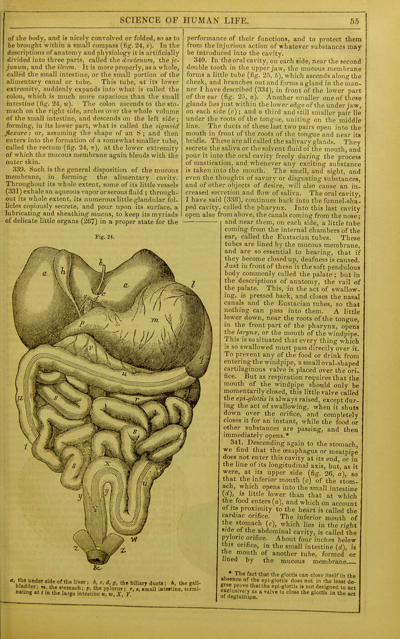 of the body, and is nicely convolved or folded, so as to be brought within a small compass (fig. 24,.?). In the descriptions of anatomy and physiology it is artificially divided into three parts, called the duodenum, the je- junum, and the ileum. It is more properly, as a whole, called the small intestine, or the small portion of the alimentary canal or tube. This tube, at its lower extremity, suddenly expands into what is called the colon, which is much more capacious than the small intestine (fig. 24, w). The colon ascends to the sto- mach on the right side, arches over the whole volume of the small intestine, and descends on the left side ; forming, in its lower part, what is called the sigmoid flexure: or, assuming the shape of an S; and then enters into the formation of a somewhat smaller tube, called the rectum (fig. 24, v), at the lower extremity of which the mucous membrane again blends with the outer skin. 339. Such is the general disposition of the mucous membrane, in forming the alimentary cavity. Throughout its whole extent, some of its little vessels (331) exhale an aqueous vapor or serous fluid ; through- out its whole extent, its numerous little glandular fol- licles copiously secrete, and pour upon its surface, a lubricating and sheathing' mucus, to keep its myriads of delicate little organs (287) in a proper state for the Fig. 24. performance of their functions, and to protect them from the injurious action of whatever substances may be introduced into the cavity. 340. In the oral cavity, on each side, near the second double tooth in the upjier jaw, the mucous membrane forms a little tube (fig. 25, b), which ascends along the cheek, and branches out and forms a gland in the man- ner I have described (3.34), in front of the lower part of the ear (fig. 2:>, a). Another smaller one of these glands lies just within the lower edgeof the under jaw, on each side (c) ; and a third and still smaller pair lie under the roots of the tongue, uniting on the middle line. The ducts of these last two pairs open into the mouth in front of the roots of the tongue and near its bridle. These are all called the salivary glands. They secrete the saliva or the solvent fluid of the mouth, and pour it into the oral cavity freely during the process of mastication, and whenever any exciting substance is taken into the mouth. The smell, and sight, and even the thoughts of savory or disgusting substances^ and of other objects of desire, will also cause an in- creased secretion and flow of saliva. The oral cavity I have said (338), continues back into the funnel-sha ped cavity, called the pharynx. Into this last cavity open also from above, the canals coming from the nose; and near them, on each side, a little tube coming from the internal chambers of the ear, called the Eustacian tubes. These tubes are lined by the mucous membrane, and are so essential to hearing, that if they become closed up, deafness is caused. Just in front of these is the soft pendulous body commonly called the palate ; but in the descriptions of anatomy, the vail of the palate. This, in the act of swallow, ing. is pressed back, and closes the nasal canals and the Eustacian tubes, so that nothing can pass into them. A little lower down, near the roots of the tongue, in the front part of the pharynx, opens ihe larynx, or the mouth of the windpipe. This is so situated that every thing which is so swallowed must pass directly over it. To prevent any of the food or drink from entering the windpipe, a small oval-shaped cartilaginous valve is placed over the ori- fice. But as respiration requires that the mouth of the windpipe should only be momentarily closed, this little valve called the epi-fflottis is always raised, except dur. ing the act of swallowing, when it shuts down over the orifice, and completely closes it for an instant, while the food or other substances are passing, and then immediately opens.* 341. Descending again to the stomach, we find that the oesaphagus or meatpipe does not enter this cavity at its end, or in the line of its longitudinal axis, but, as it were, at its upper side (fig. 26, a), so that the inferior mouth (c) of the stom- ach, which opens into the small intestine (d), IS httle lower than that at which the food enters (a), and which on account of Its proximity to the heart is called the cardiac orifice. The inferior mouth of the stomach (c), which lies in the right side of the abdominal cavity, is called the pyloric orifice. About four inches below this orifice, in the small intestine (rf), is the mouth of another tube, formed or lined by the mucous membrane , the under side of the liver; bladder; m, the stomach: i Dating at / in the large intestine u, w, X, Y. i, 0, d, g, the biliary duct« ; », the gall- the pylorus; r, », small inteflino, ttrmi- The fact that the glottis can close itself in the absence of the cpi-glottis does not in the least de- gree prove that the epi-glotlis is not designed to act exclusively as a valve to close the glotUs in the act of deglutitipn.