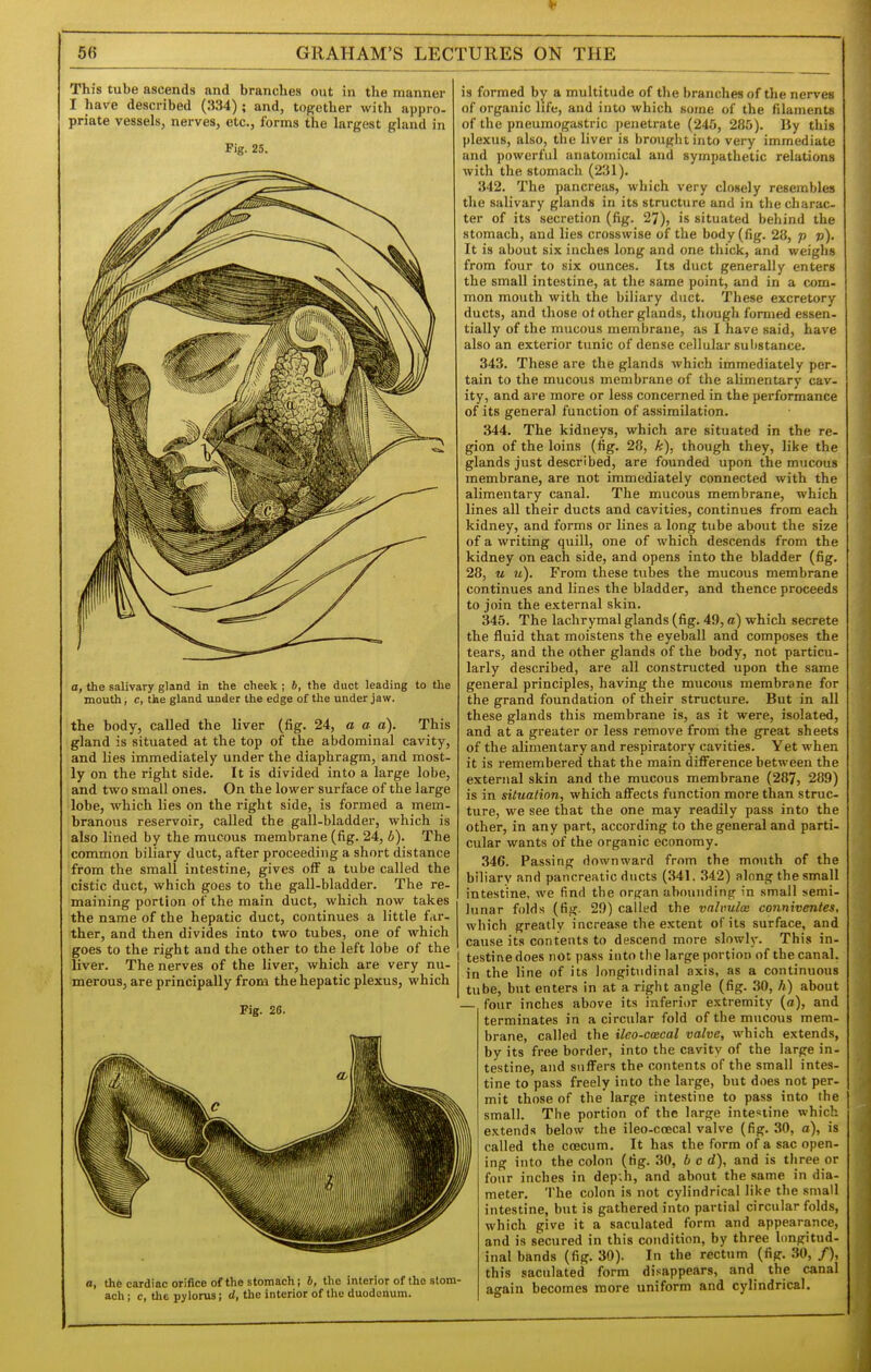 This tube ascends and branches out in the manner I hare described (334) ; and, together with appro- priate vessels, nerves, etc., forms the largest gland in Fig. 25. a, the salivary gland in the cheek ; b, the duct leading to the mouth, c, the gland under the edge of the under jaw. the body, called the liver (fig. 24, a a a). This gland is situated at the top of the abdominal cavity, and lies immediately under the diaphragm, and most- ly on the right side. It is divided into a large lobe, and two small ones. On the lower surface of the large lobe, which lies on the right side, is formed a mem- branous reservoir, called the gall-bladder, which is also lined by the mucous membrane (fig. 24, b). The common biliary duct, after proceeding a short distance from the small intestine, gives off a tube called the cistic duct, which goes to the gall-bladder. The re- maining portion of the main duct, which now takes the name of the hepatic duct, continues a little f<ir- ther, and then divides into two tubes, one of which goes to the right and the other to the left lobe of the liver. The nerves of the liver, which are very nu- merous, are principally from the hepatic plexus, which Fig. 26. a, the cardiac orifice of the stomach i b, the interior of the stom- ach ; c, the pylorus; d, the interior of the duodenum. is formed by a multitude of the branches of the nerves of organic life, and into which some of the filaments of the pneumogastric penetrate (245, 280). By this plexus, also, the liver is brought into very immediate and powerful anatomical and sympathetic relations with the stomach (231). 342. The pancreas, which very closely resembles the salivary glands in its structure and in the charac- ter of its secretion (fig. 2?), is situated behind the stomach, and lies crosswise of the body (fig. 28, p p). It is about six inches long and one thick, and weighs from four to six ounces. Its duct generally enters the small intestine, at the same point, and in a com- mon mouth with the biliary duct. These excretory ducts, and those of other glands, though formed essen- tially of the mucous membrane, as I have said, have also an exterior tunic of dense cellular sulistance. 343. These are the glands which immediately per- tain to the mucous membrane of the alimentary cav- ity, and are more or less concerned in the performance of its general function of assimilation. 344. The kidneys, which are situated in the re- gion of the loins (fig. 28, k), though they, like the glands just described, are foimded upon the mucous membrane, are not immediately connected with the alimentary canal. The mucous membrane, which lines all their ducts and cavities, continues from each kidney, and forms or lines a long tube about the size of a writing quill, one of which descends from the kidney on each side, and opens into the bladder (fig. 28, M u). From these tubes the mucous membrane continues and lines the bladder, and thence proceeds to join the external skin. 345. The lachrymal glands (fig. 49, a) which secrete the fluid that moistens the eyeball and composes the tears, and the other glands of the body, not particu- larly described, are all constructed upon the same general principles, having the mucous membrane for the grand foundation of their structure. But in all these glands this membrane is, as it were, isolated, and at a greater or less remove from the great sheets of the alimentary and respiratory cavities. Yet when it is remembered that the main difference between the external skin and the mucous membrane (287, 289) is in situation, which affects function more than struc- ture, we see that the one may readily pass into the other, in any part, according to the general and parti- cular wants of the organic economy. 346. Passing downward from the mouth of the biliary and pancreatic ducts (341. 342) along the small intestine, we find tbe organ ahoundinfr in small semi- lunar folds (fig. 29) called the valvuloe conniventes, which greatly increase the extent of its surface, and cause its contents to descend more slowly. This in- testine does not pass into the large portion of the canal, in the line of its longitudinal axis, as a continuous tube, but enters in at a right angle (fig. 30, h) about — four inches above its inferior extremity (o), and terminates in a circular fold of the mucous mem- brane, called the ileo-cmcal valve, which extends, by its free border, into the cavity of the large in- testine, and suffers the contents of the small intes- tine to pass freely into the large, but does not per- mit those of the large intestine to pass into the small. The portion of the large intestine which extends below the ileo-coecal valve (fig. 30, a), is called the coecum. It has the form of a sac open- ing into the colon (fig. 30, l> c d), and is three or four inches in dep.h, and about the same in dia- meter. The colon is not cylindrical like the small intestine, but is gathered into partial circular folds, which give it a saculated form and appearance, and is secured in this condition, by three hmgitud- inal bands (fig. 30). In the rectum (fig. 30, /), this saculated form disappears, and the canal again becomes more uniform and cylindrical.